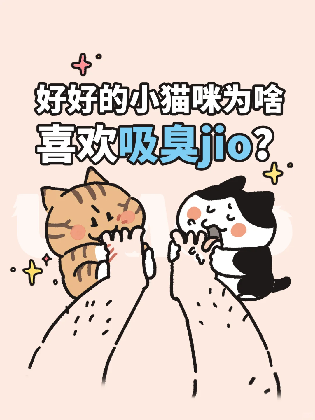 好好的小猫咪为啥喜欢吸臭jio？真相竟是…