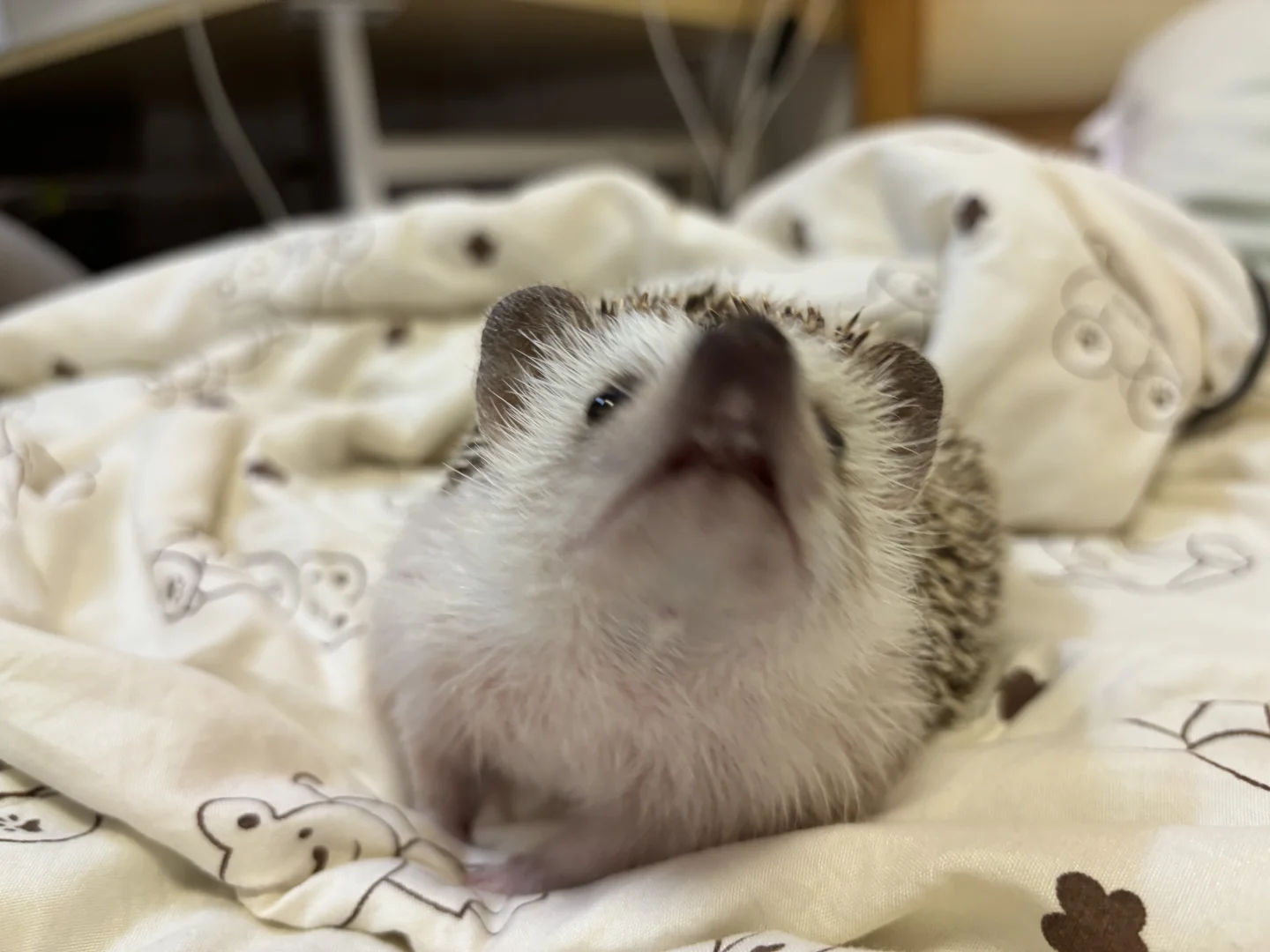 我想做只猪