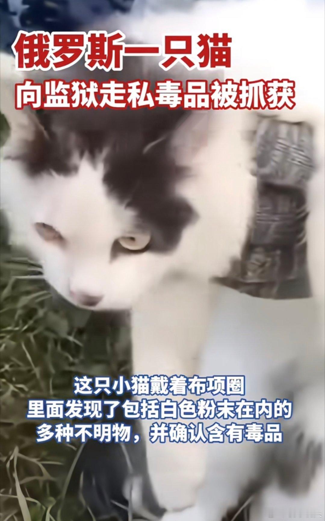 俄罗斯奶牛猫运毒被抓只能喵喵喵以后看见带宠物的出入关口一定要严查啊！要是不严查，
