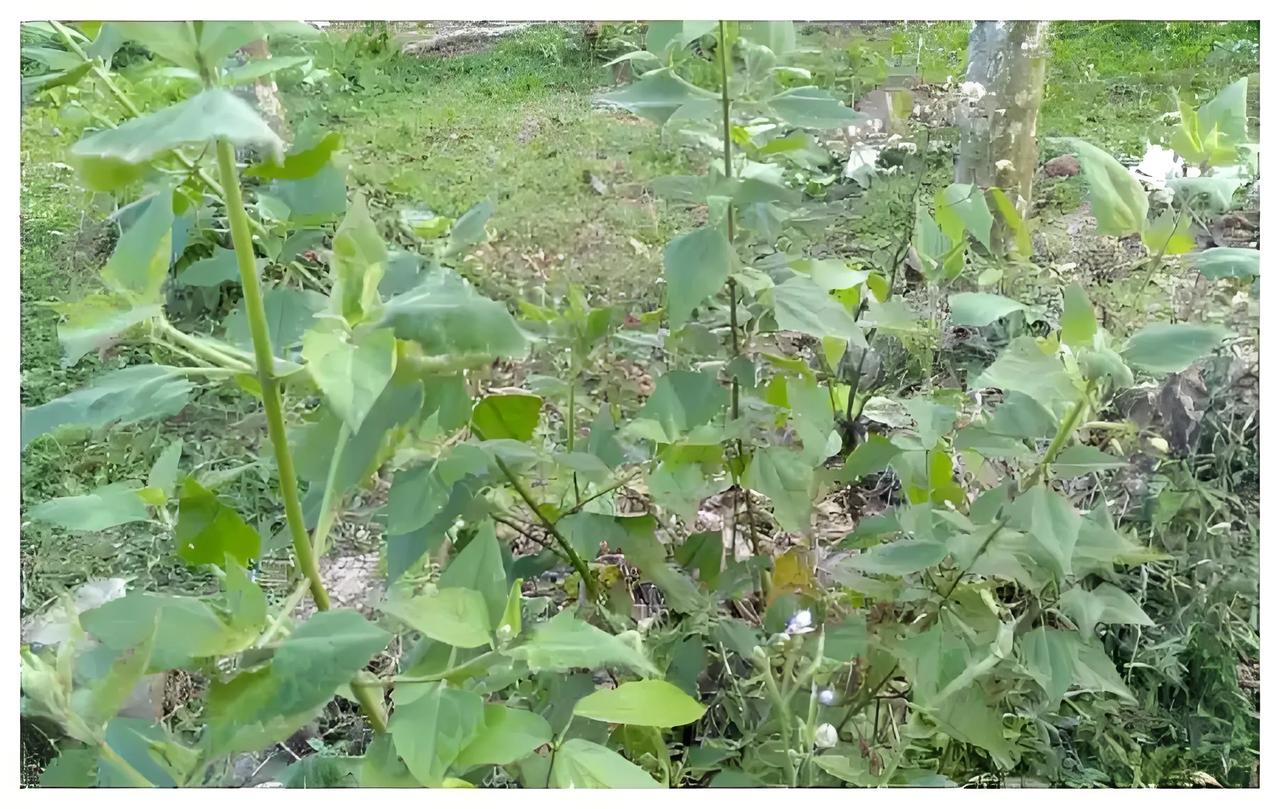 每天认识一种植物59:飞机草
菊科泽兰属植物飞机草
别名:
香泽兰(海南)。
植