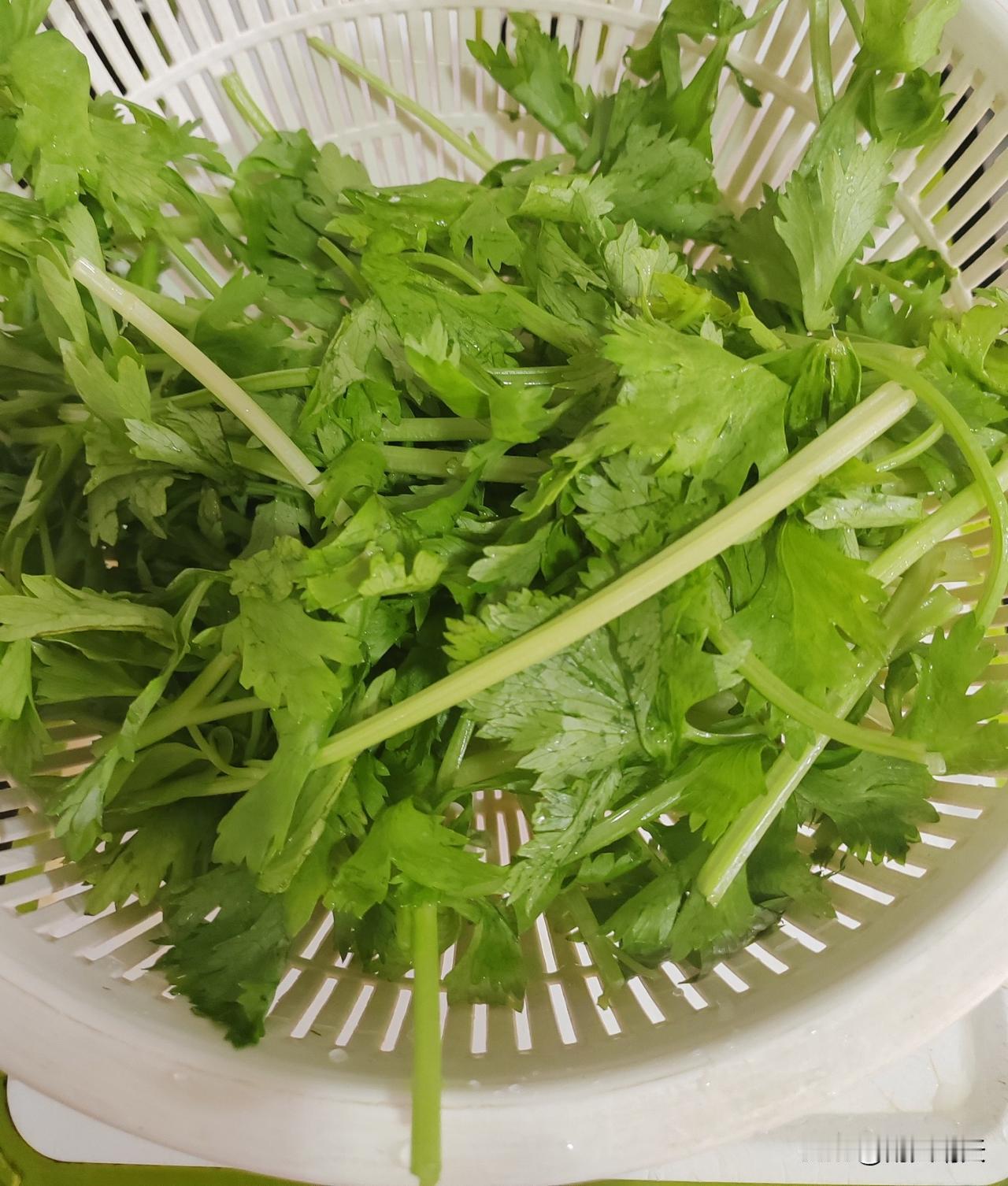 陕西人不至会做各种面食，还擅长各种蒸麦饭。

今天就安排个蒸芹菜麦饭。我用的是小