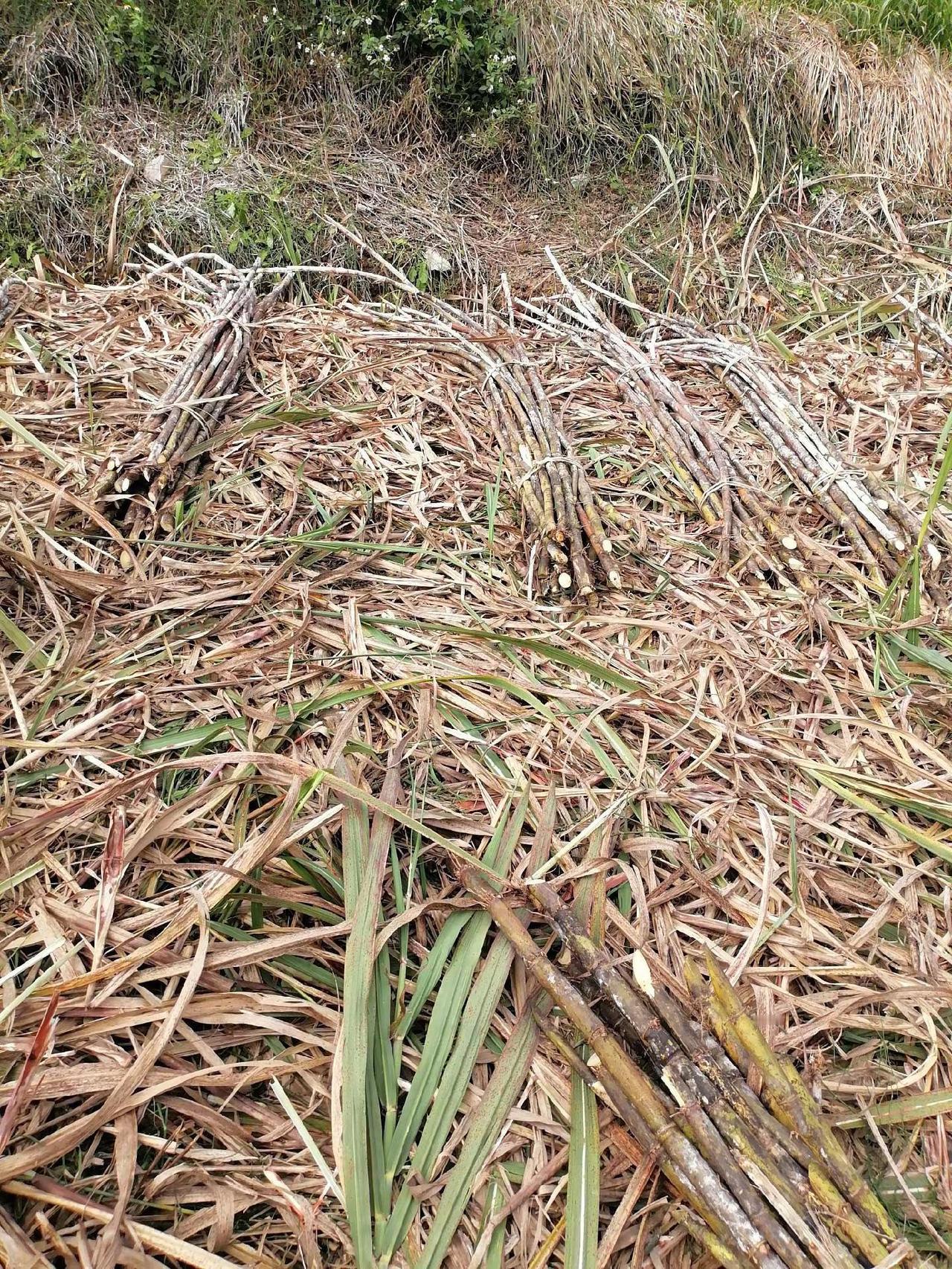 甘蔗 我的农村生活