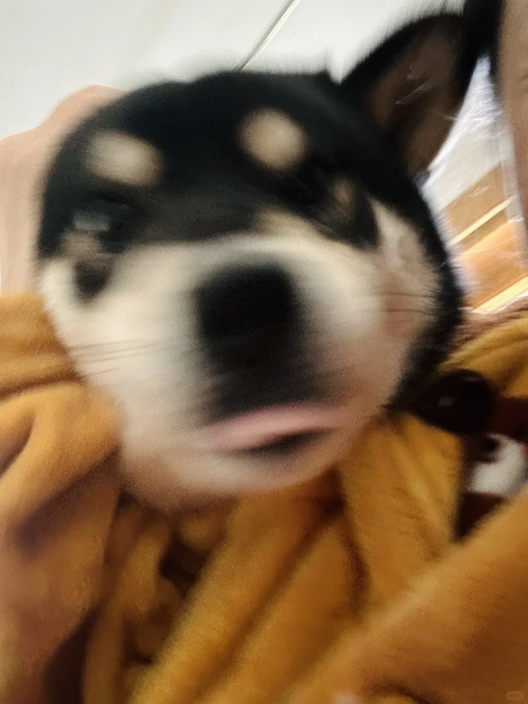 小狗知道自己爪子很味儿吗