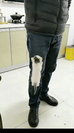 小奶猫顺着主人的裤子爬进男人的上衣口袋，然后伸出它的小脑壳望着外面的一切，熬是可