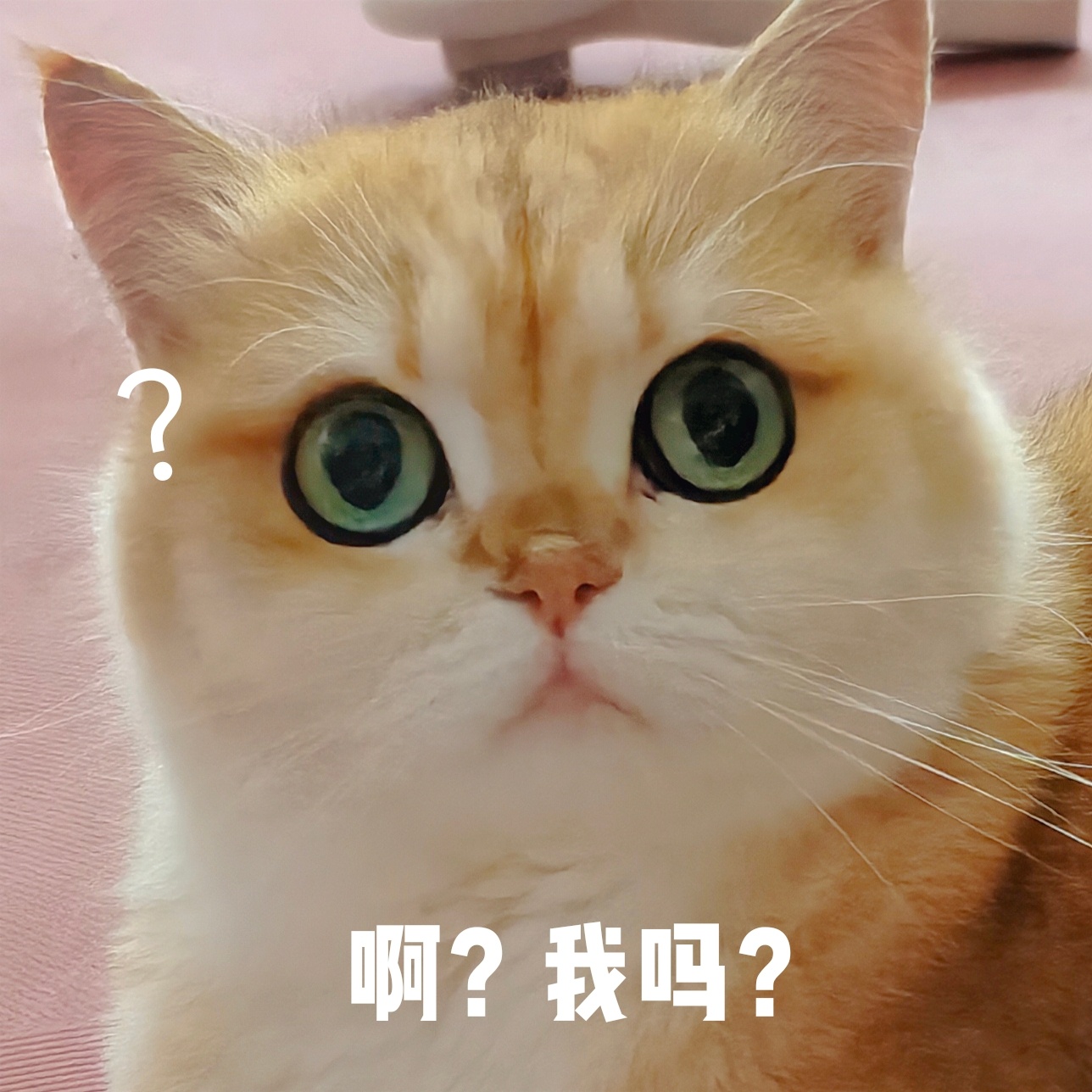 头发长了之后发现，因为肥四每天晚上喜欢跑过来躺我脑壳顶上陪一小会儿，第二天梳头的