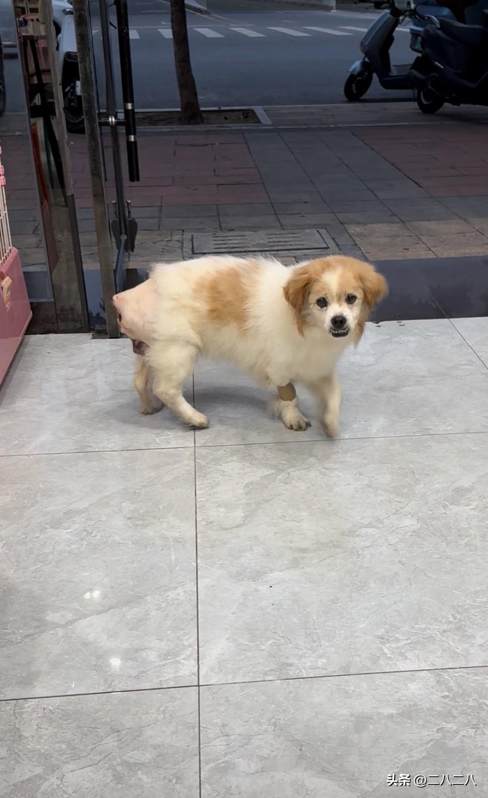 家有小狗十八岁

2025年9月29日，狗狗手术第二天。

早上比平常早起了一个