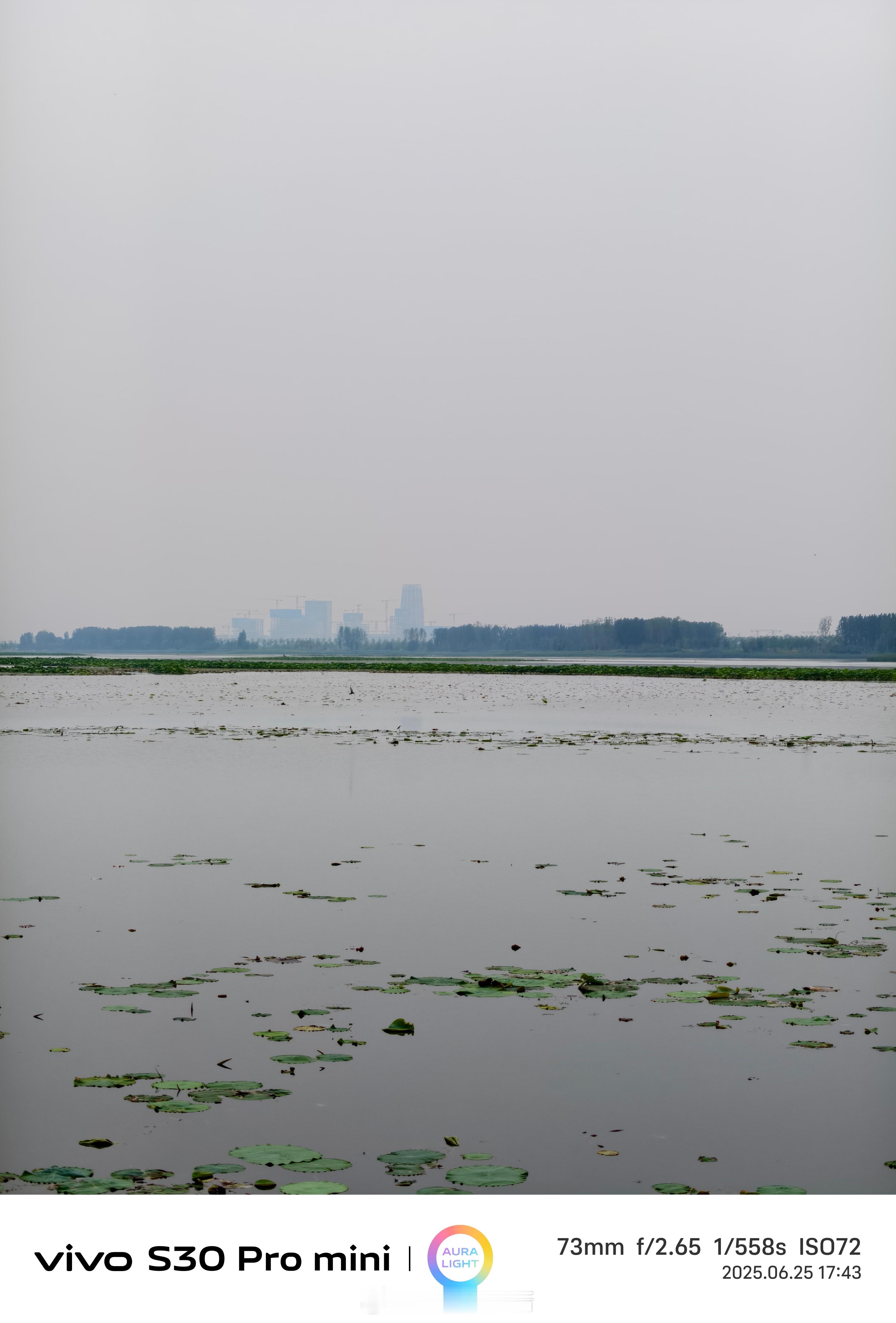 走进未来之城下午的燕南堤公园，有含苞待放的荷花、有轻盈略过水面的小鸟、有游船而过