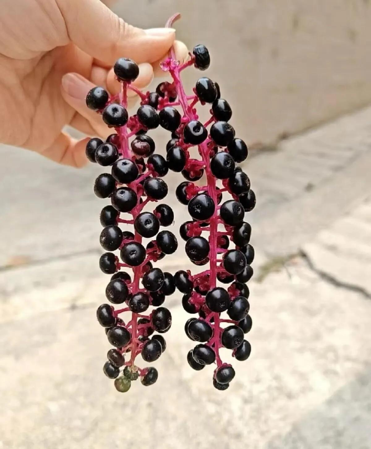 路边摘的，媳妇说这是龙葵可以吃，真的吗？