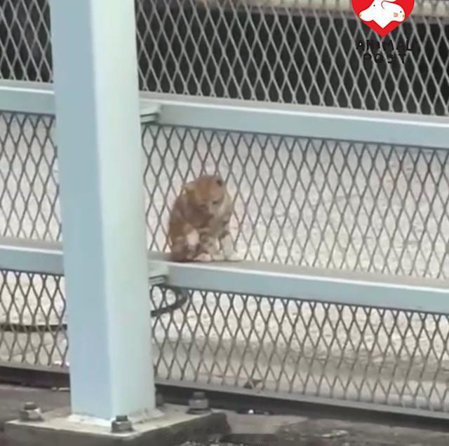 要爱护动物猫咪猫 「幼貓危站九龍牛頭角鴻圖道天橋毛守救援救起..」【動物專訊】市