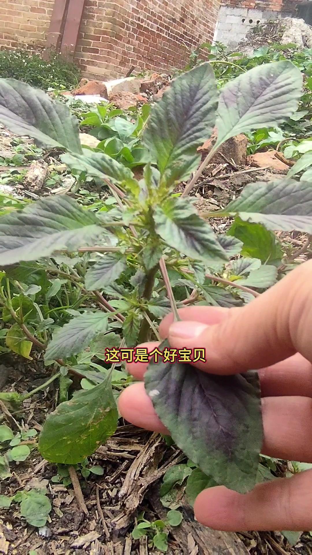 农村这种带刺的野菜，竟然是“天然保健品”？！
🌿红刺苋，学名乐苋菜，苋科苋属一