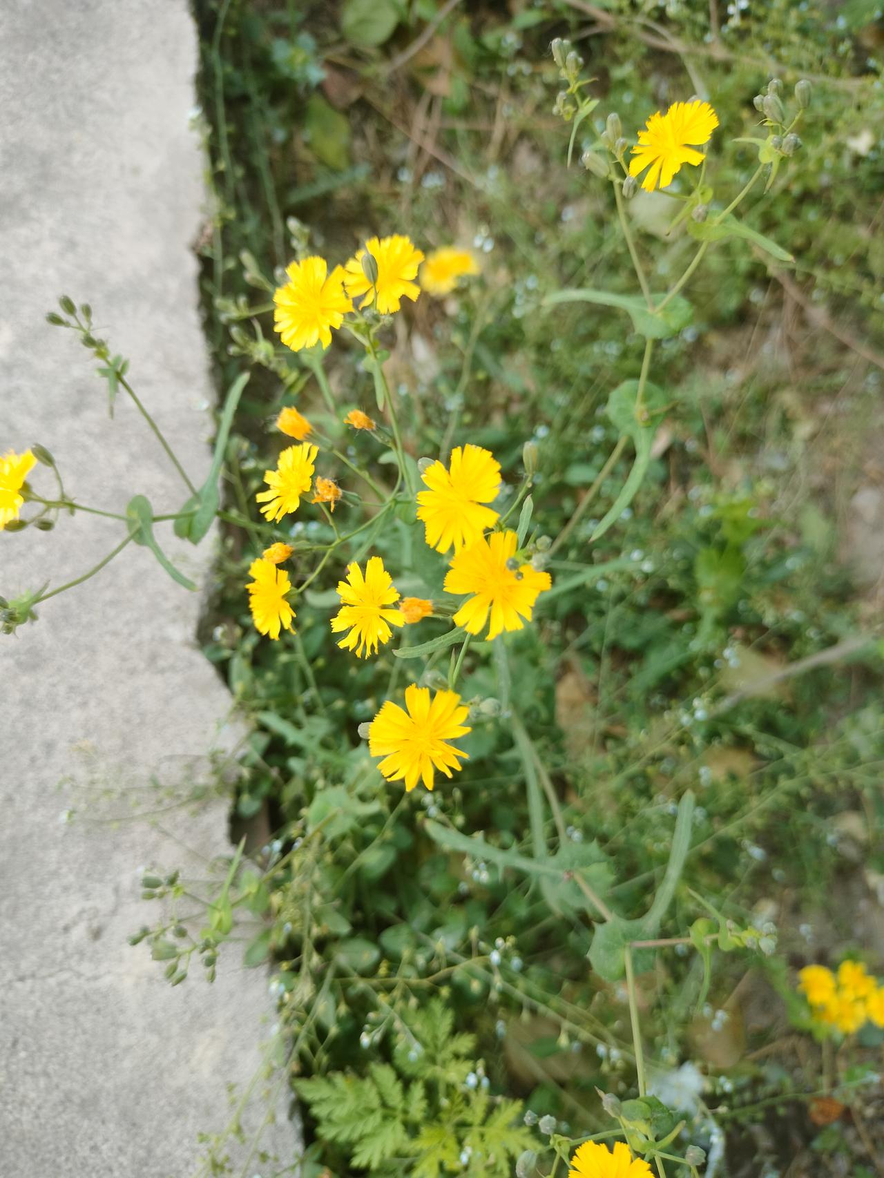 今日分享随手拍照片今天出去遛弯，在路边拍到了黄色的野花，但是就是分不清它是蒲公英
