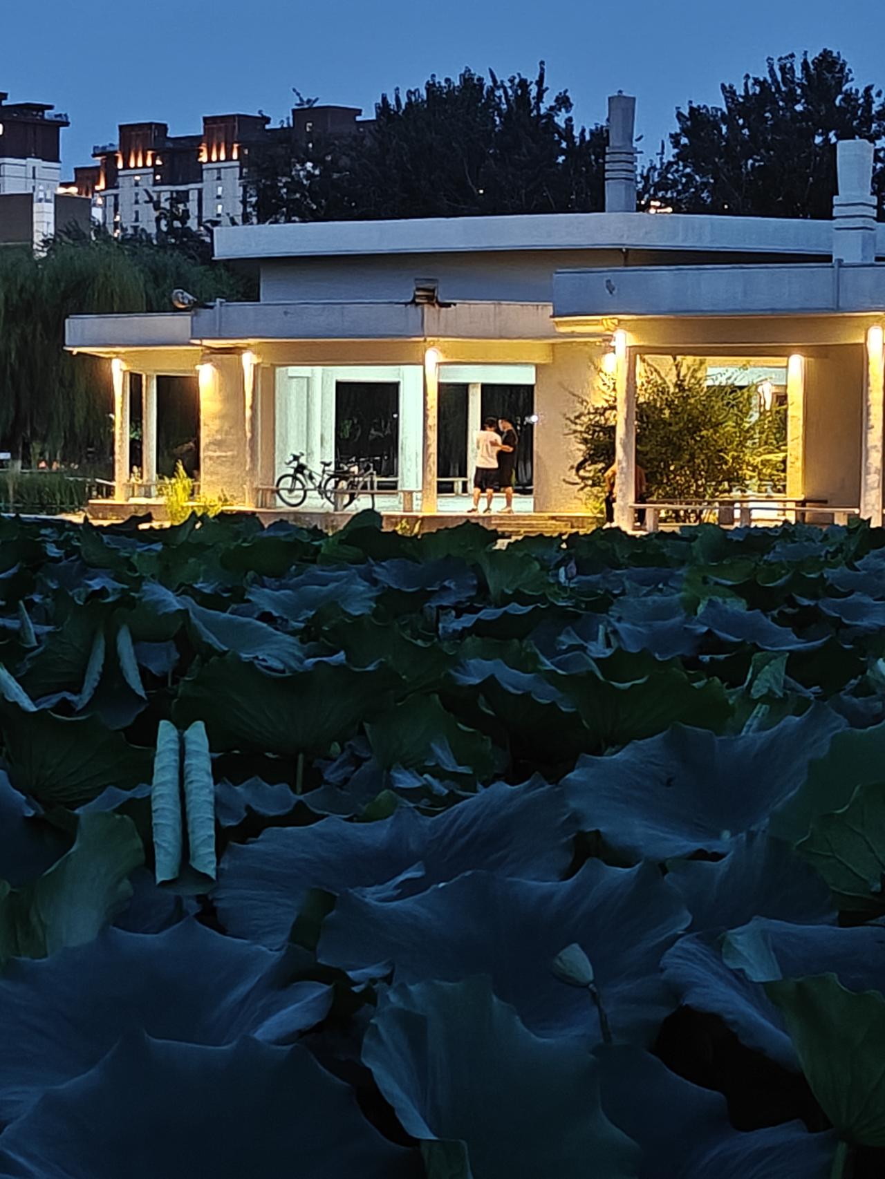 夏日生活打卡季荷塘夜色