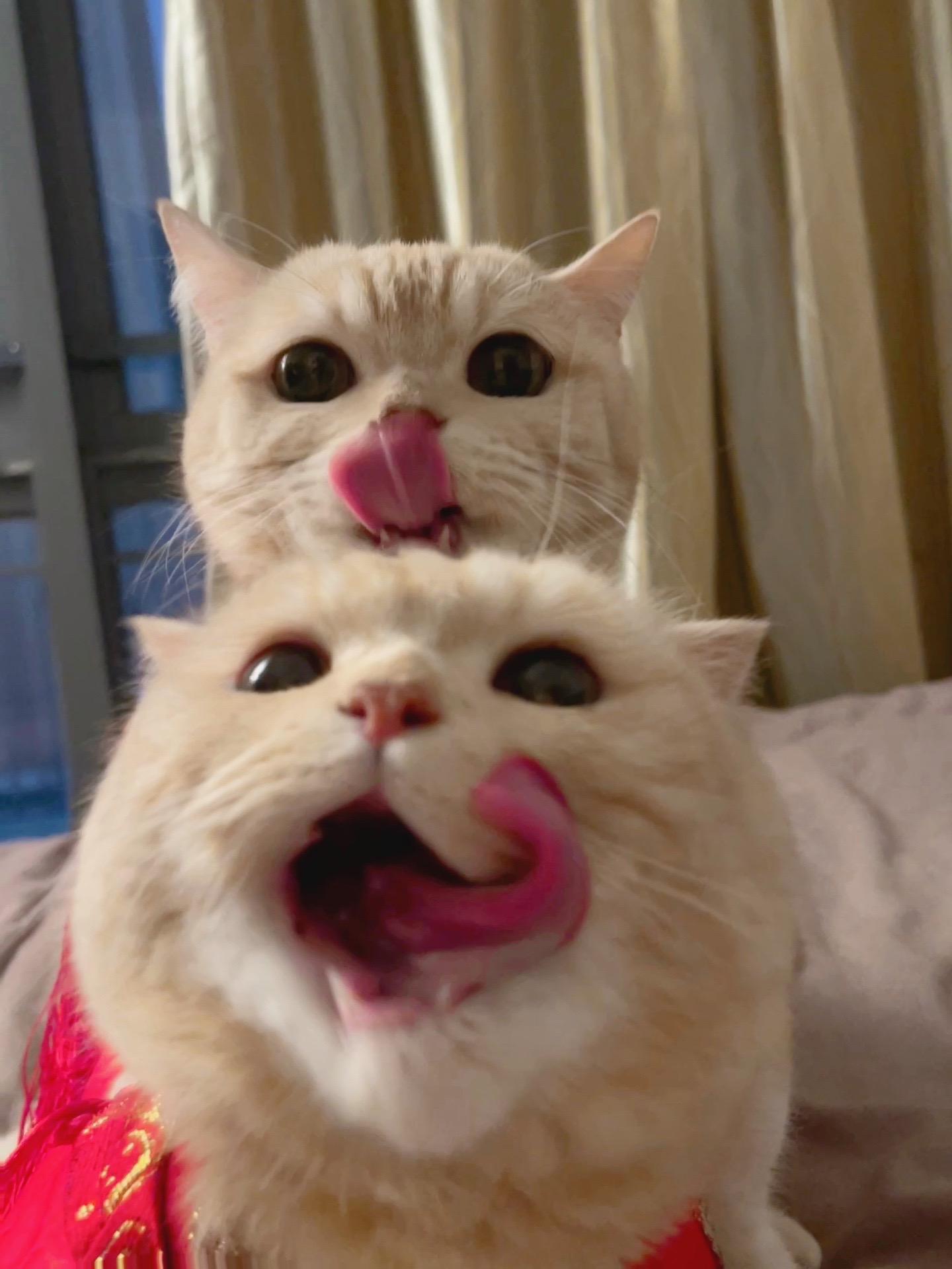 双倍猫猫祝你新年双倍快乐！