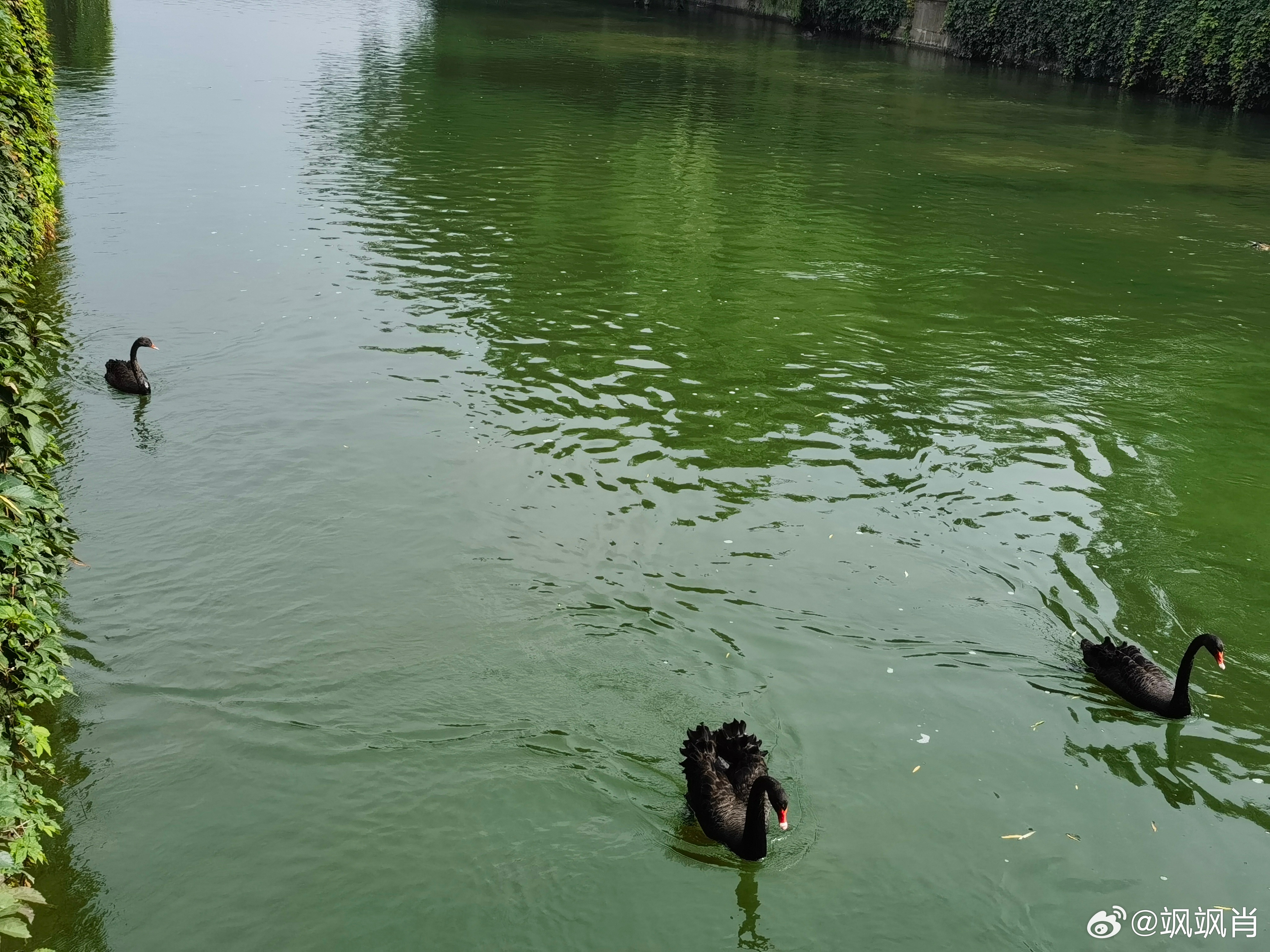 S-存储芯片又崩了 上午的市场，表面上风平浪静，实际上风雨交加。不知道大家看创业