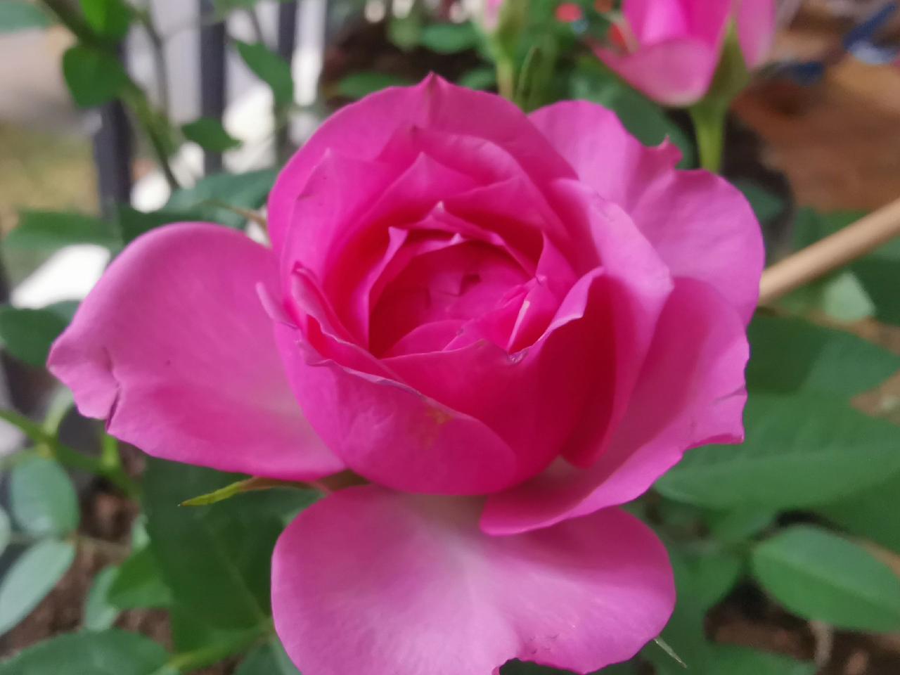 @你好保亭 我的花花草草🌸🌸 爱生活爱养花