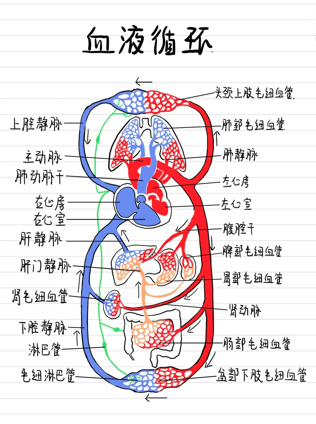 医学生笔记-血液循环