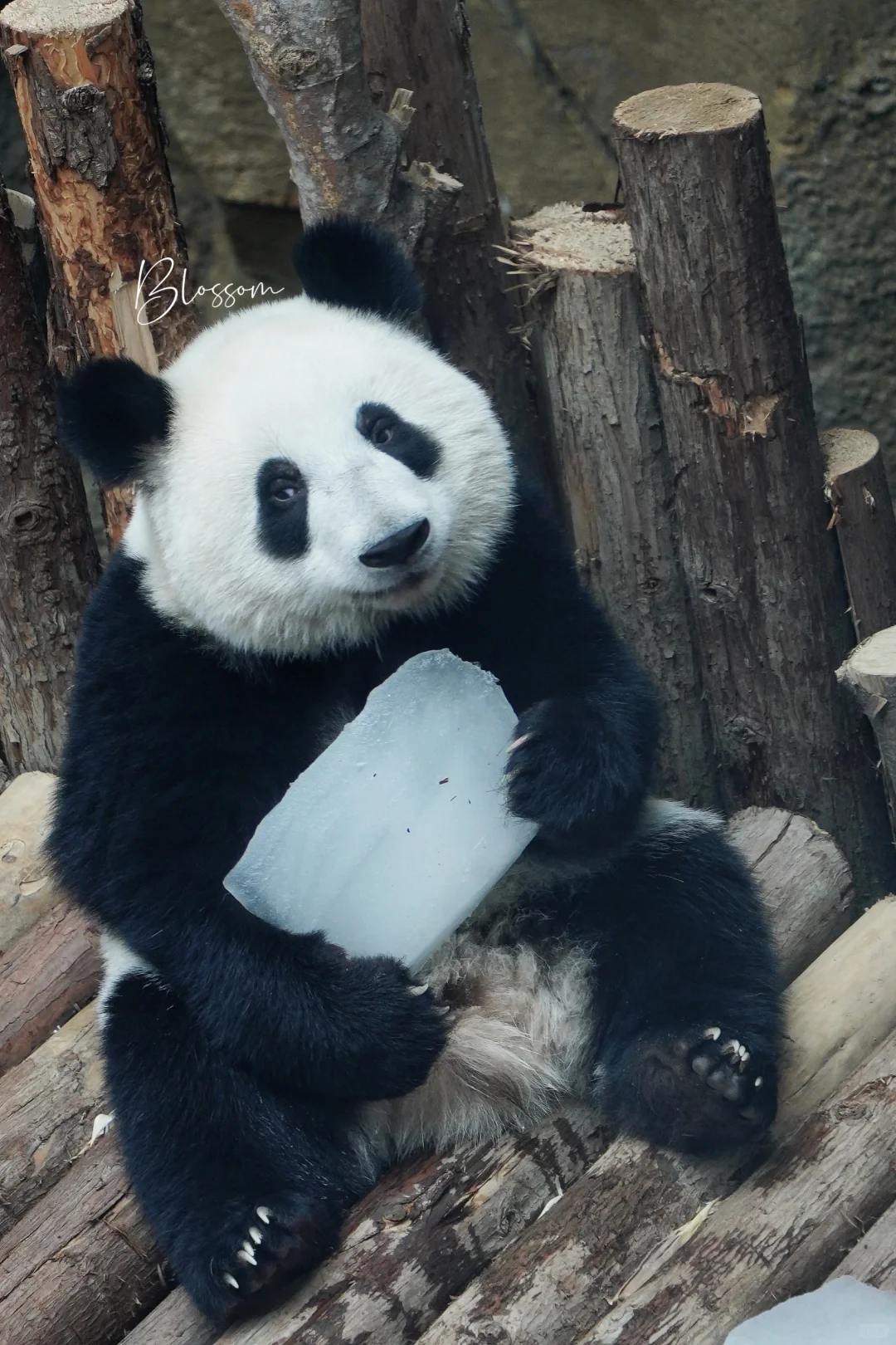 240829 玩冰的金豆der