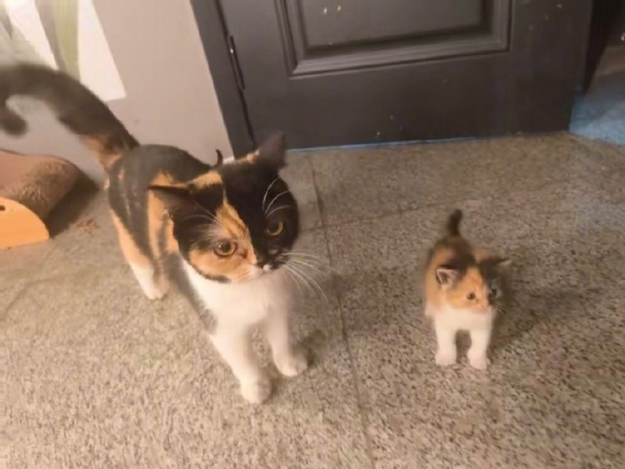 猫咪：我生了个小小的老子出来