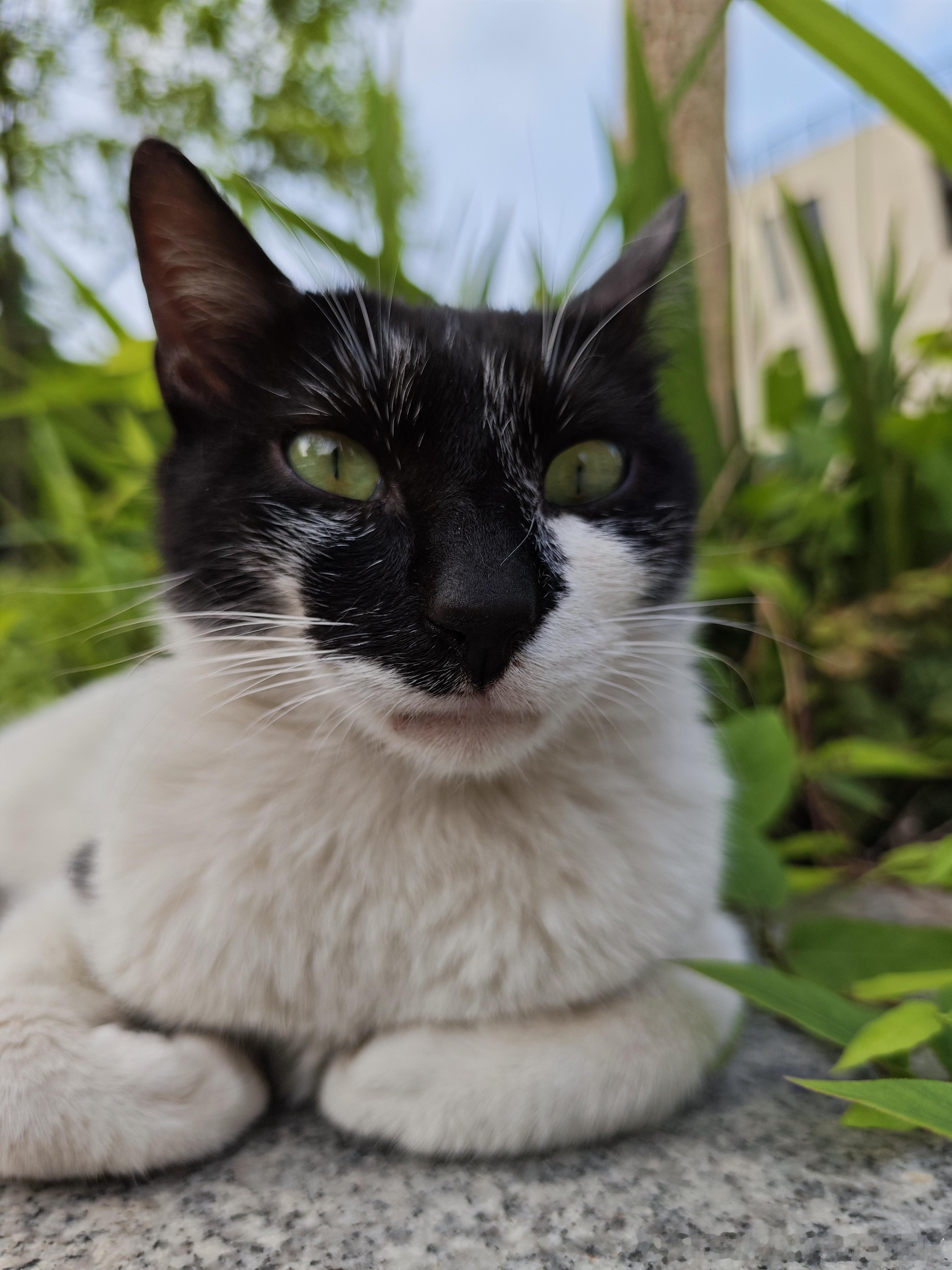 49294【丑猫】人类到底要干嘛…（正襟危坐） 