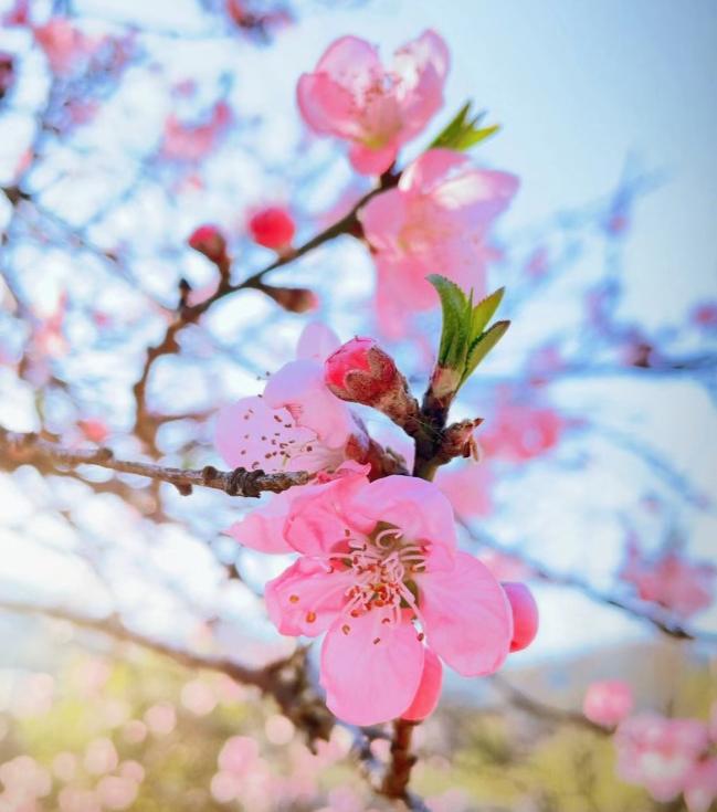 这个下联比较好对，随便就可以对上3个，比如：风传万里香、花开满园春、云移半壁山。