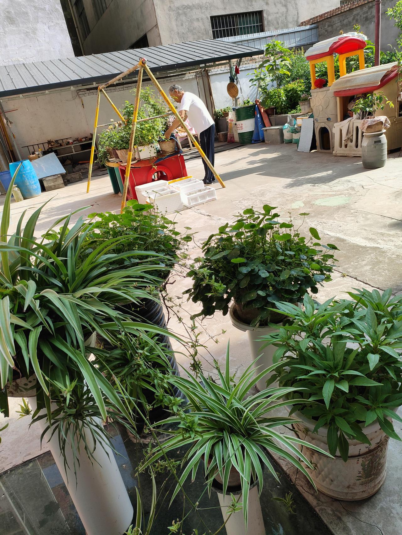 记录我的2026小院种满花草，日子不慌不忙，老人侍弄绿植，一院清风，半生清闲。