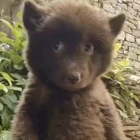 期末周遇到了最好看的知否 