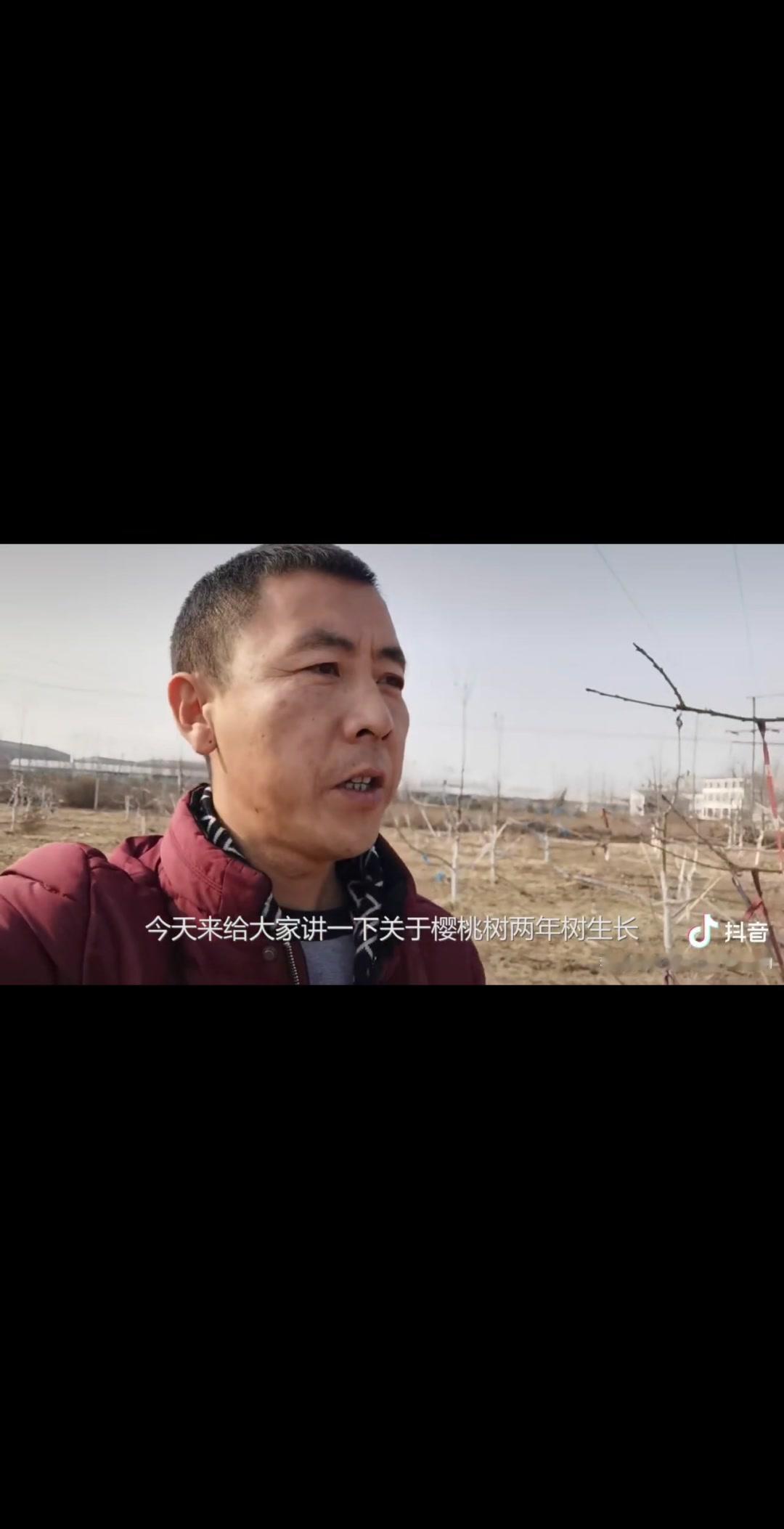 🌱两年生樱桃树，正处于树形培养关键期，这两年的修剪管理直接影响后期产量，分享几