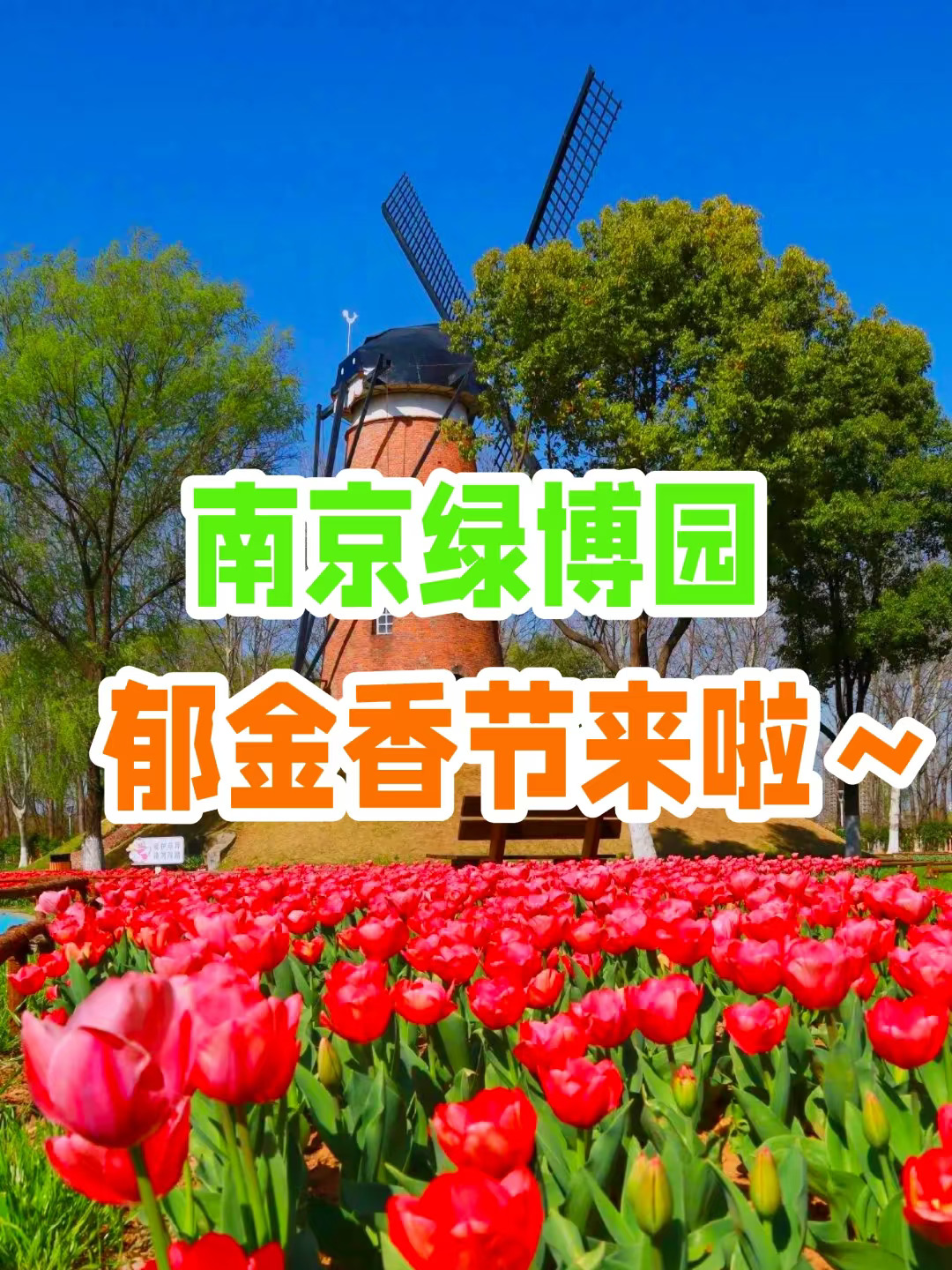 🌷3.16 | 南京郁金香节来啦❗