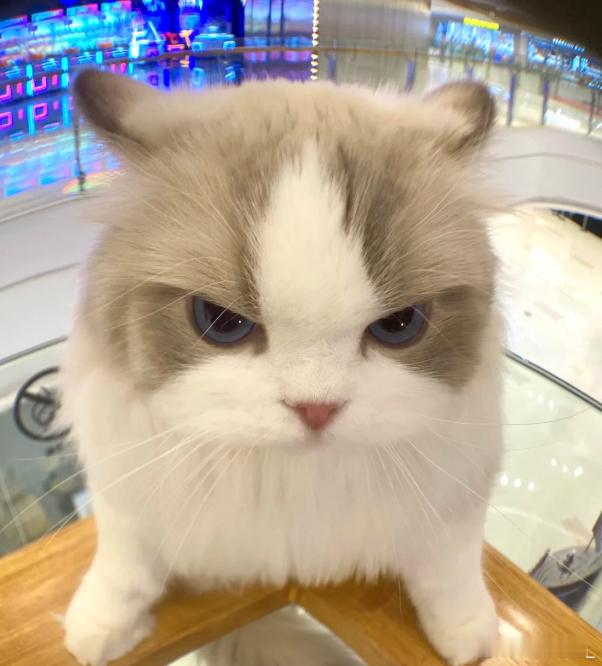 前排怎么混进一个？美咪嗔怒？ 