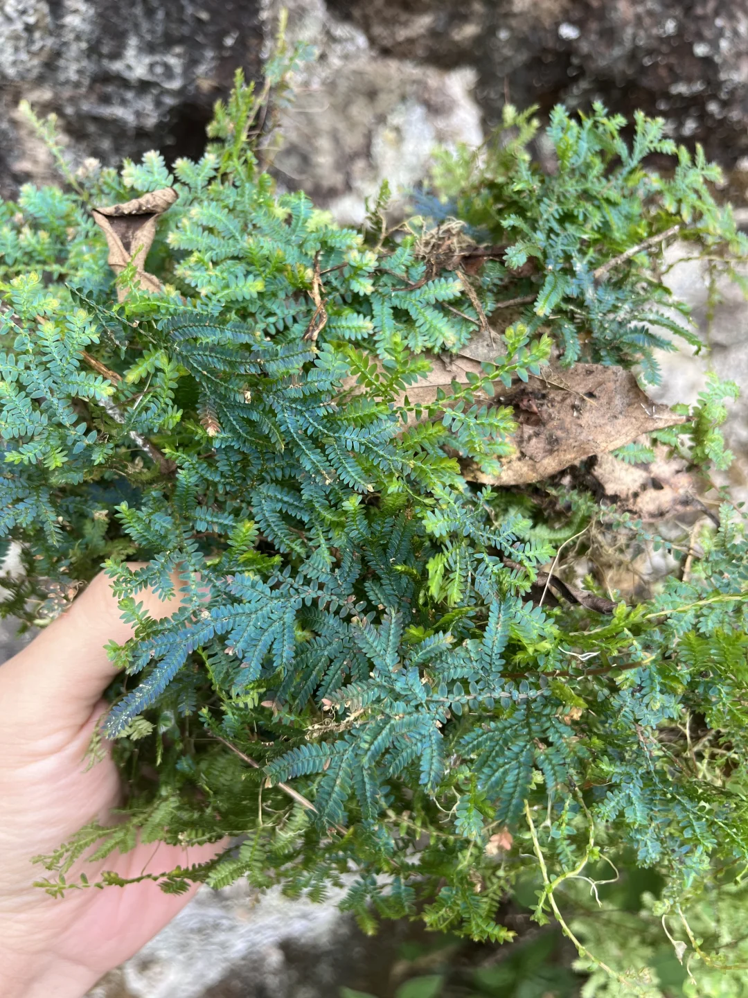 有人懂这把草的含金量吗？是翠鸟绿！