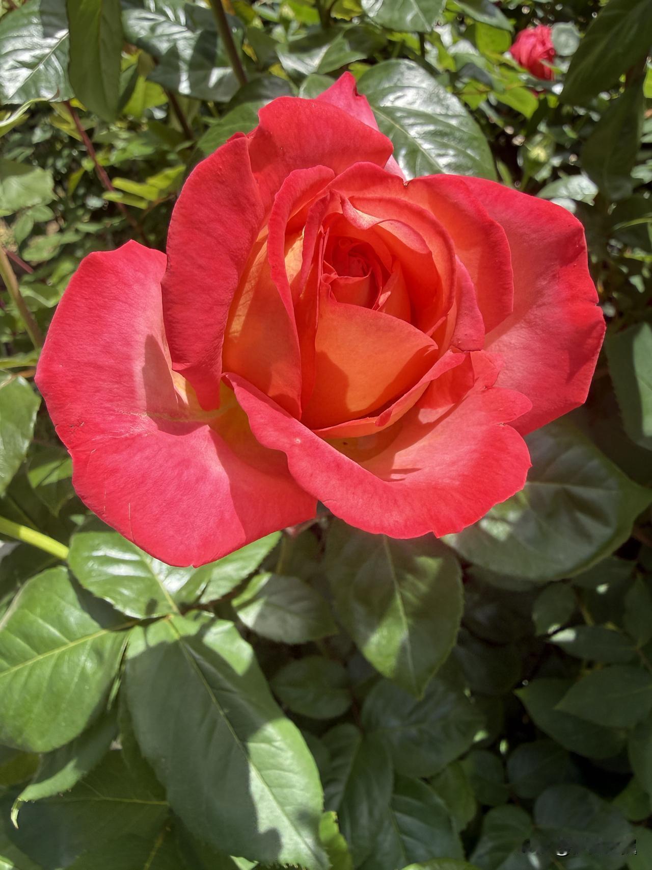 【小对联】
上：……？
下：多舌。