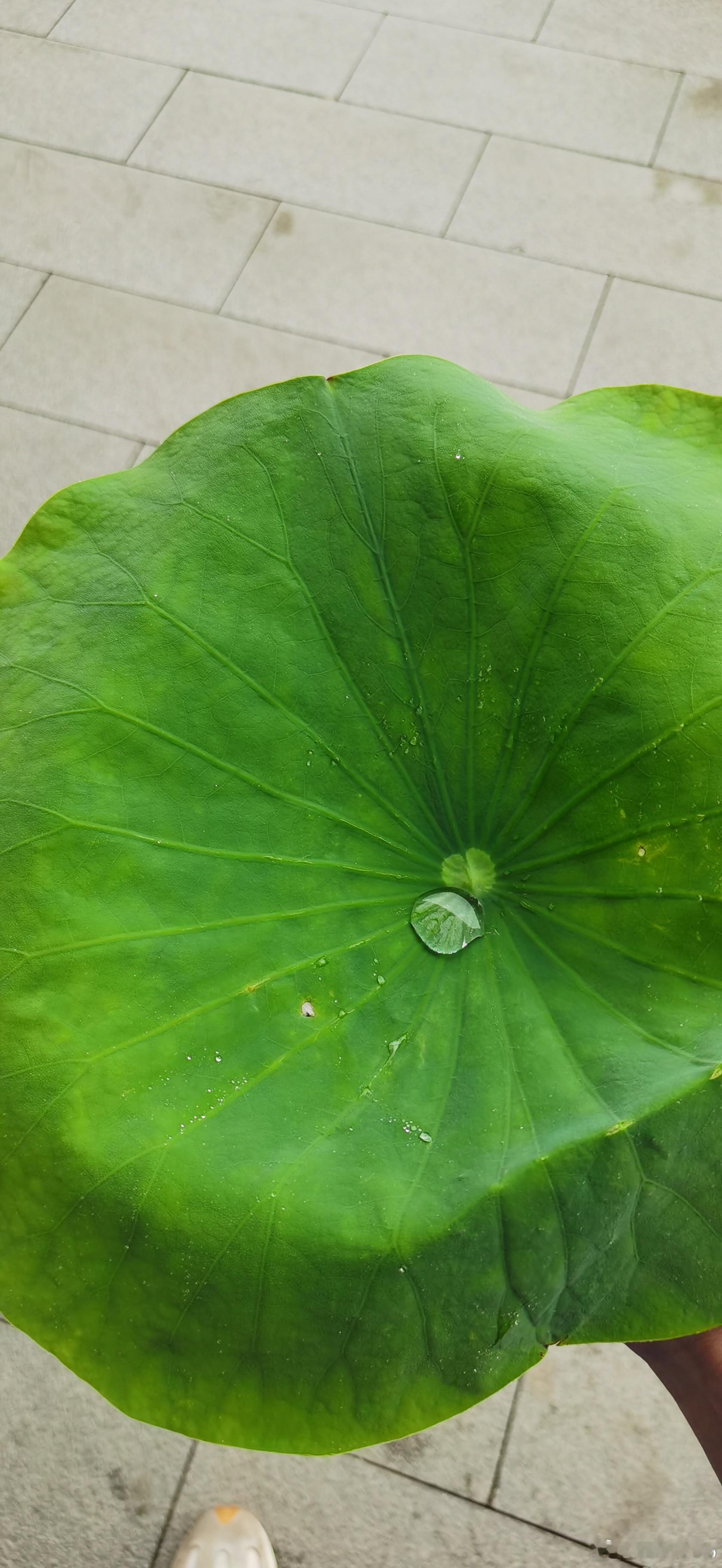 来自天上的无根之水。 