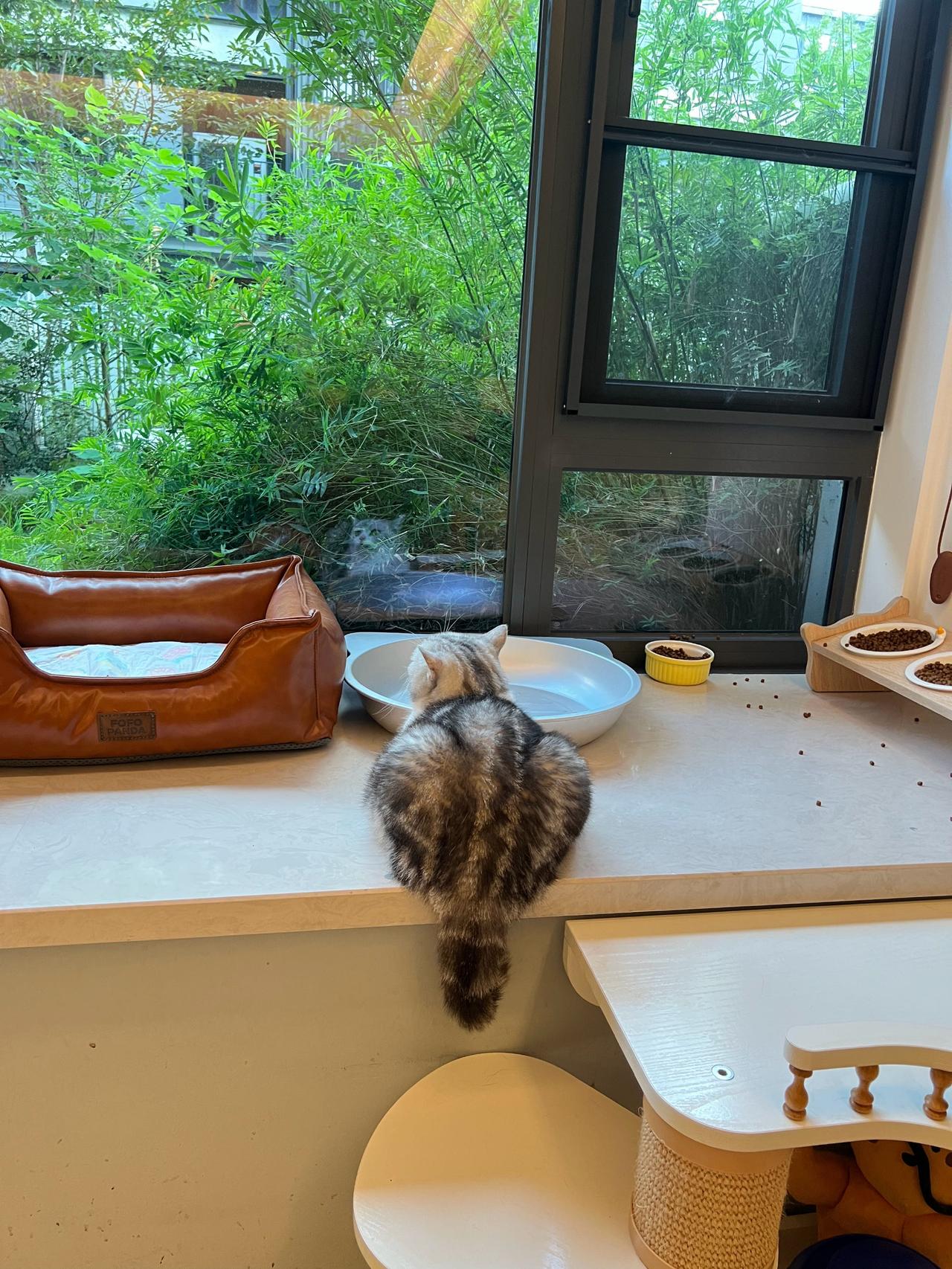 这是一只在下雨天独自emo的小肥猪咪