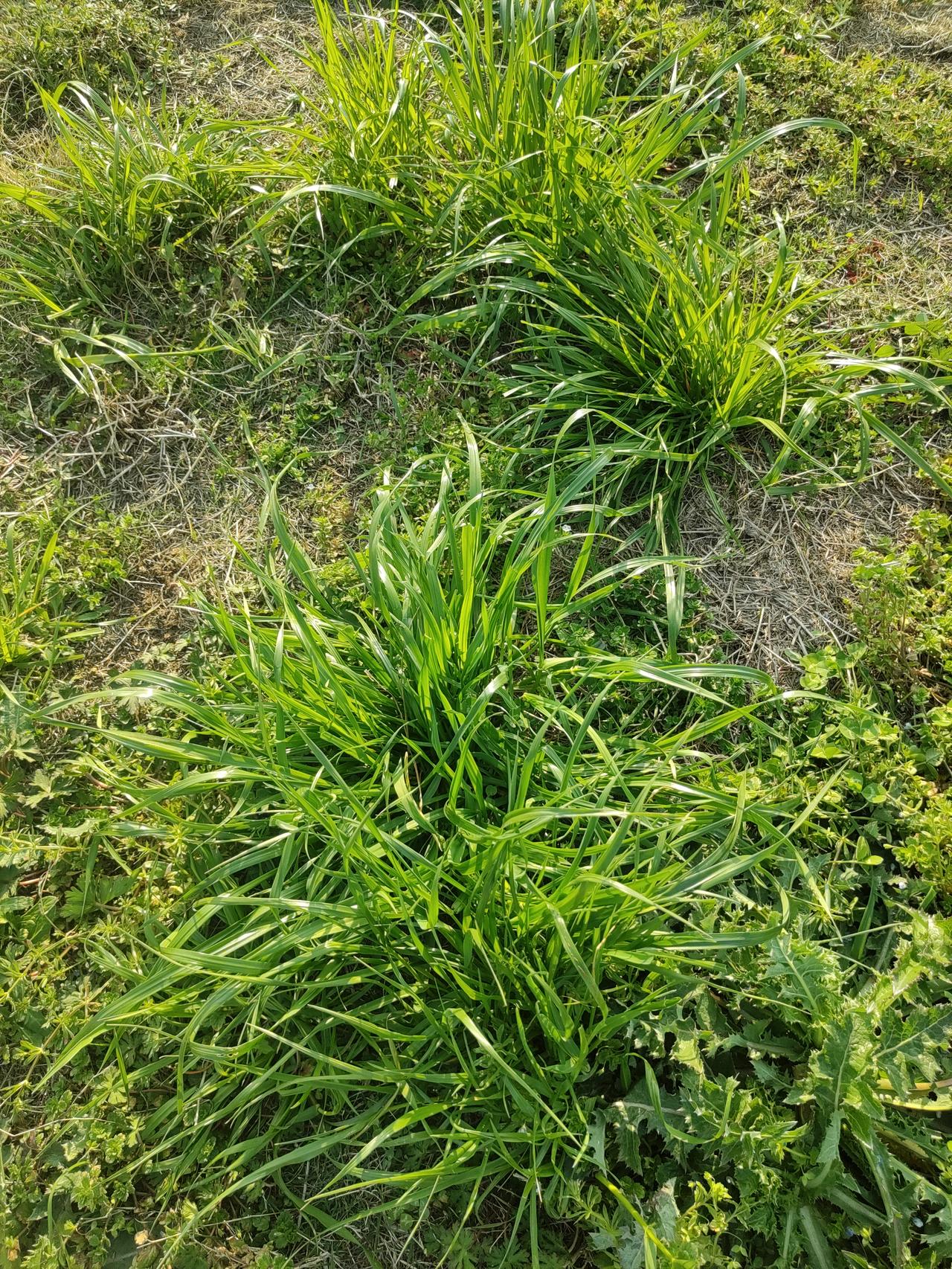 绝句•春草

向阳坡上生新绿，
芳草凄凄春天里。
'不妒满目尽荣华，
深情拂动爱