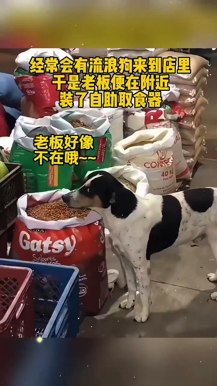 流浪狗们经常去狗粮店偷吃，老板不但每次都装作没看见，还给它们做了个简易喂食器。