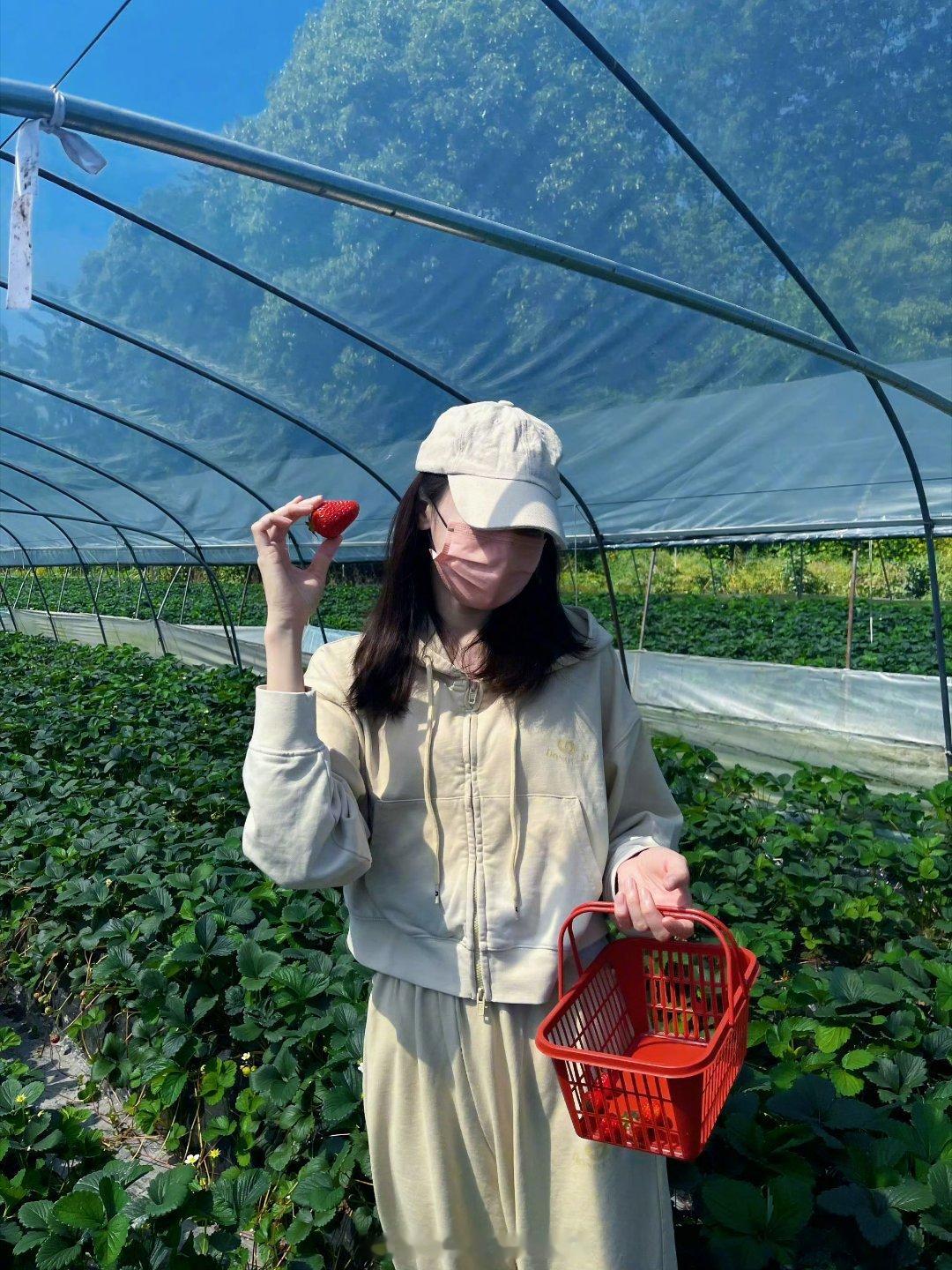 迪丽热巴 今天和女神姐姐一起摘草莓，红红的草莓，香甜多汁🍓，等着星星的裤衩比草