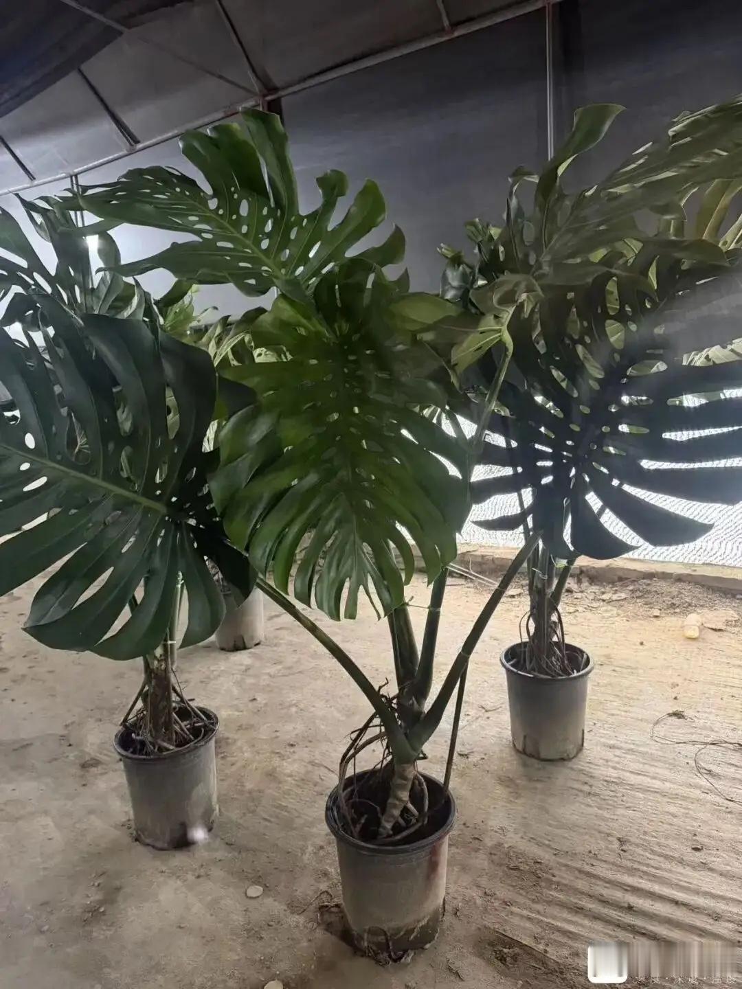 广东广州，一桩绿植纠纷火了！一顾客今年1月花258元网购一棵龟背竹，养了半年被他