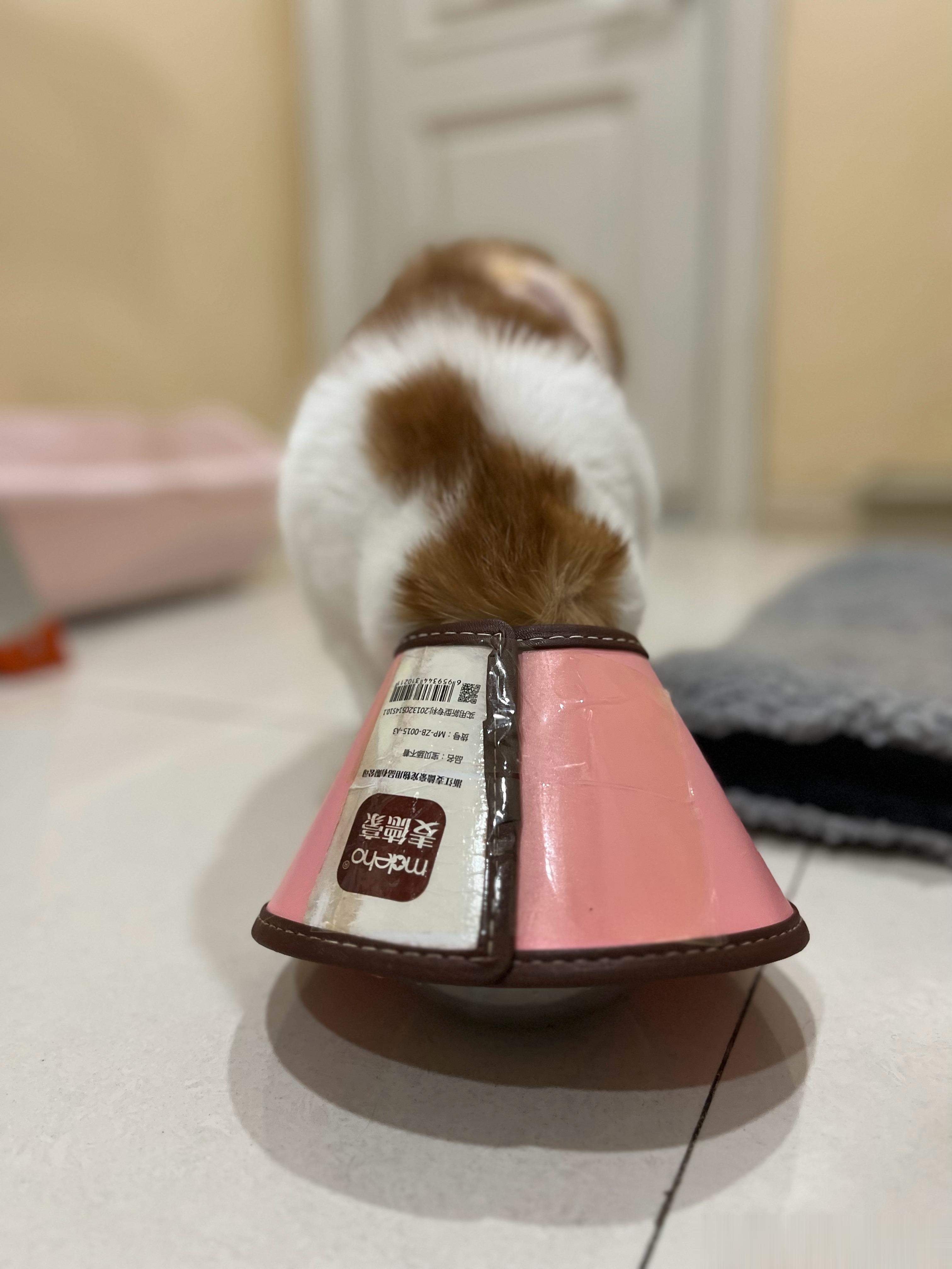 快能拆线拔管了这猴子学会带头套吃饭了…… ​​​