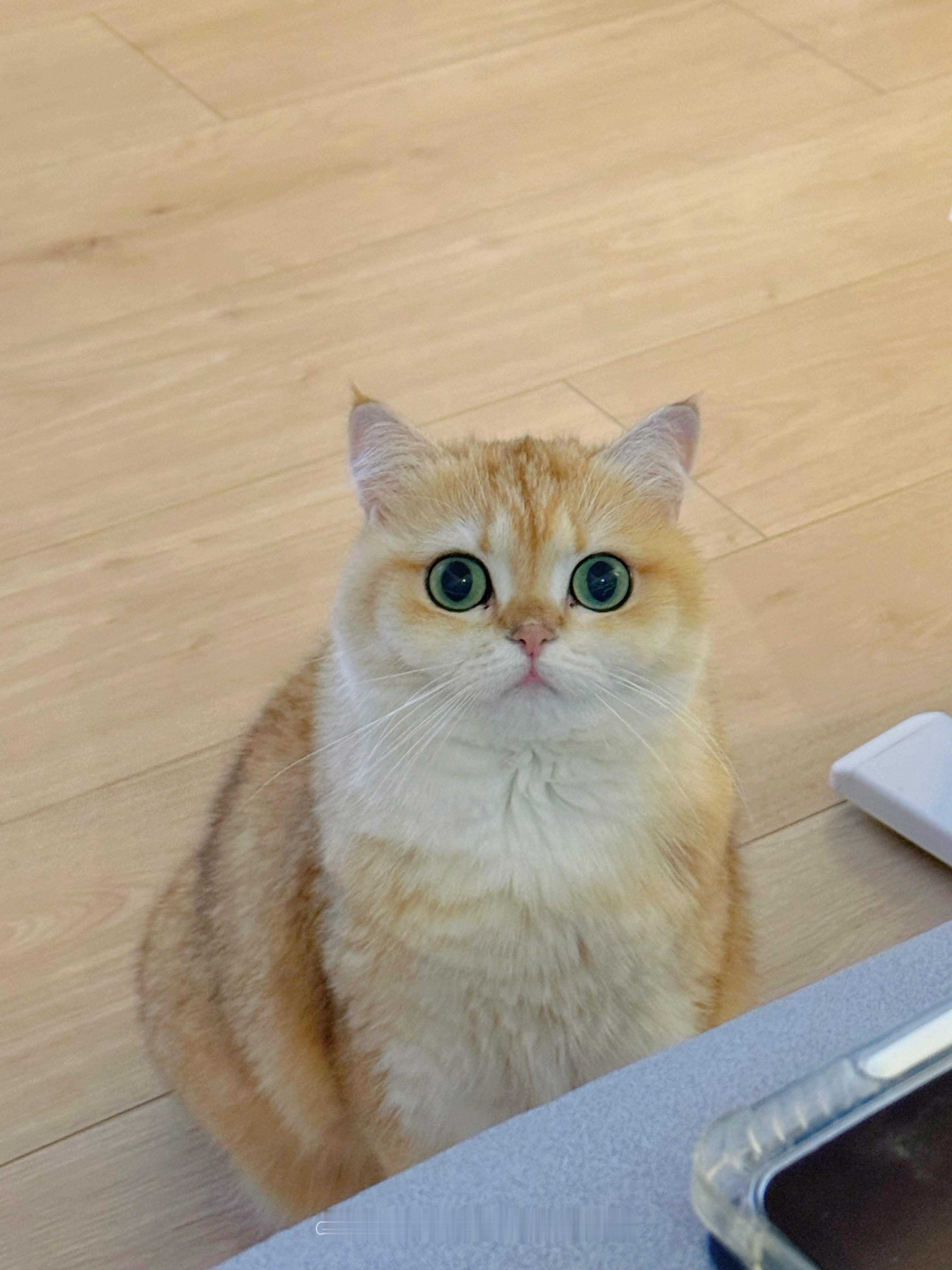 猜猜孩子在讨什么[揣手]#喵趣横生# ​​​