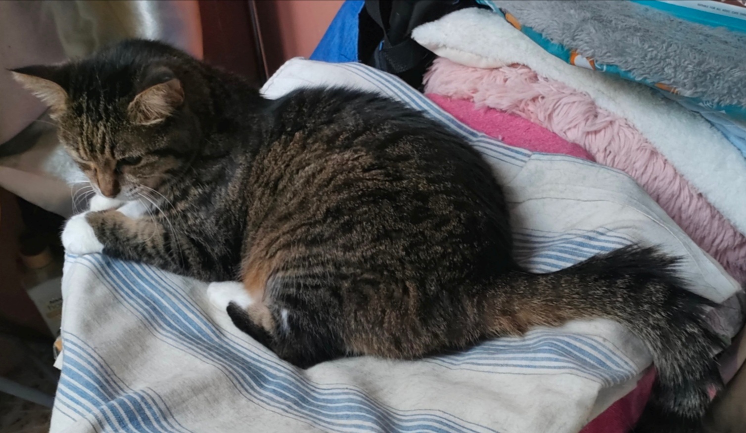 猫宁。今日多帅强弟。一日二猫，今日无洋猫，上一张黑白猫，中猫也是黑白猫，躲猫猫。