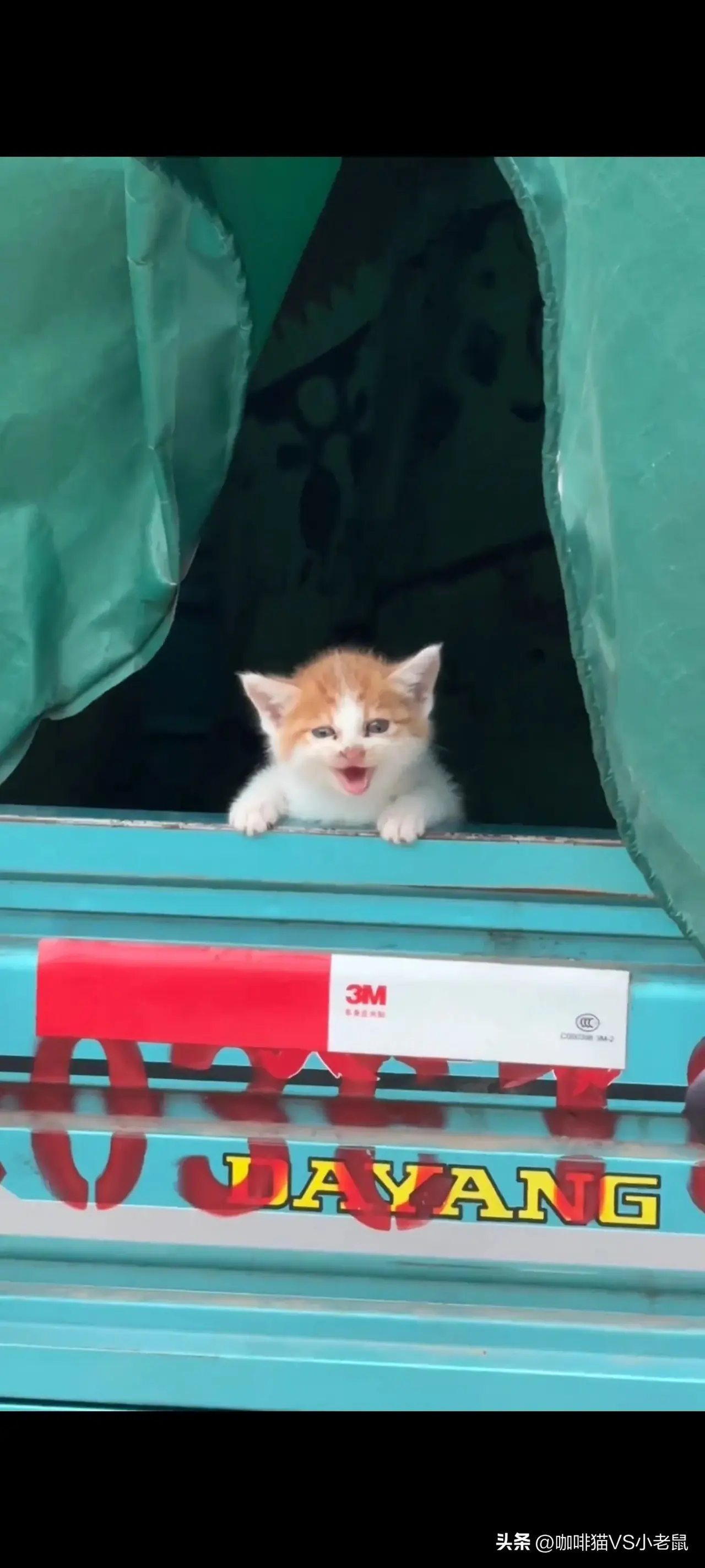 一位大姐在路过菜市场一处屠宰场的时候拍摄下的感人一幕！原本面前的三轮车内装满流浪