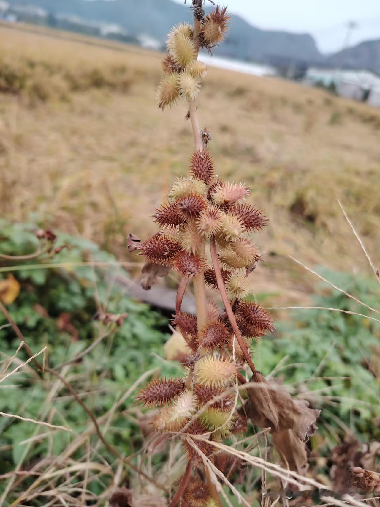 婚姻的意义在哪呢？
婚姻哪有什么标准答案，核心就是找个搭子一起把日子过顺。你想啊