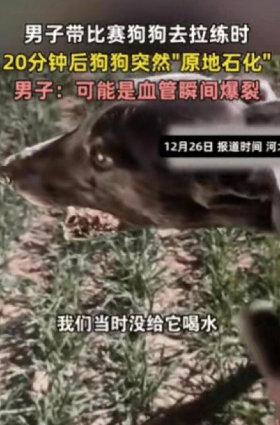 “解释不清了！”
河北一男子带比赛狗狗拉练，结果，20分钟后，狗狗突然"原地石化