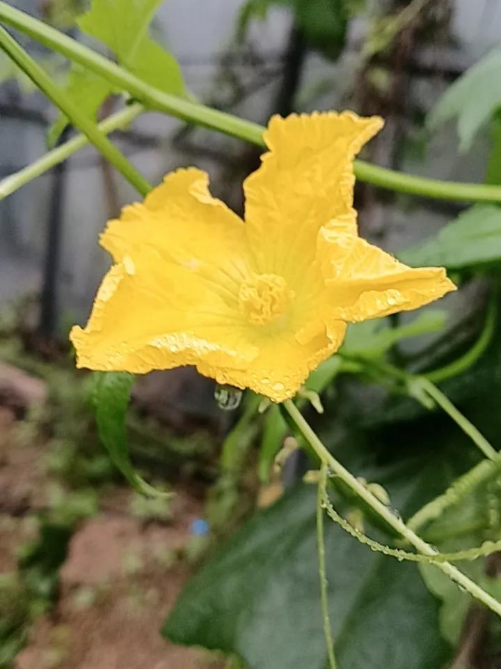 随拍蔬菜之丝瓜花在小雨淋漓中的黄色丝瓜花，好似一副不高兴的样子，卷着边静静的吸润