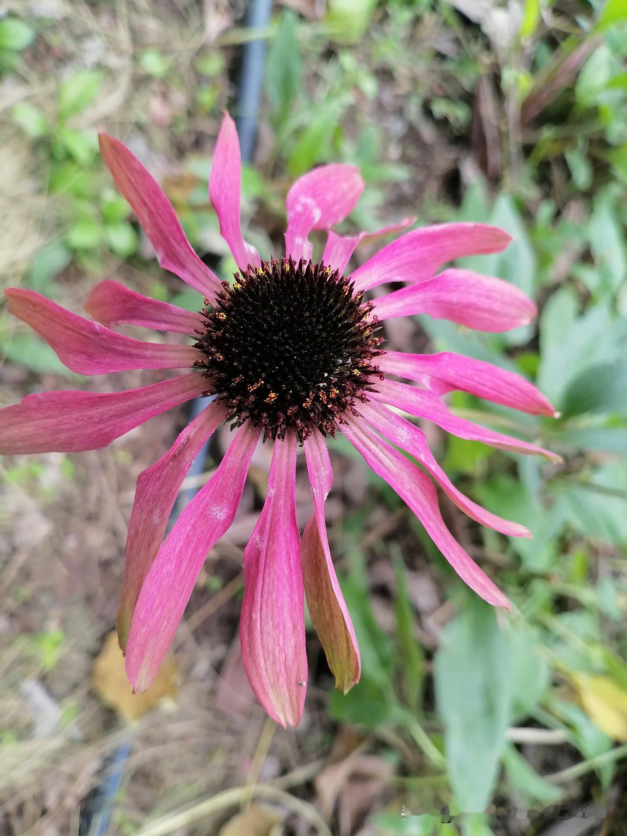随手拍下美丽的花朵。