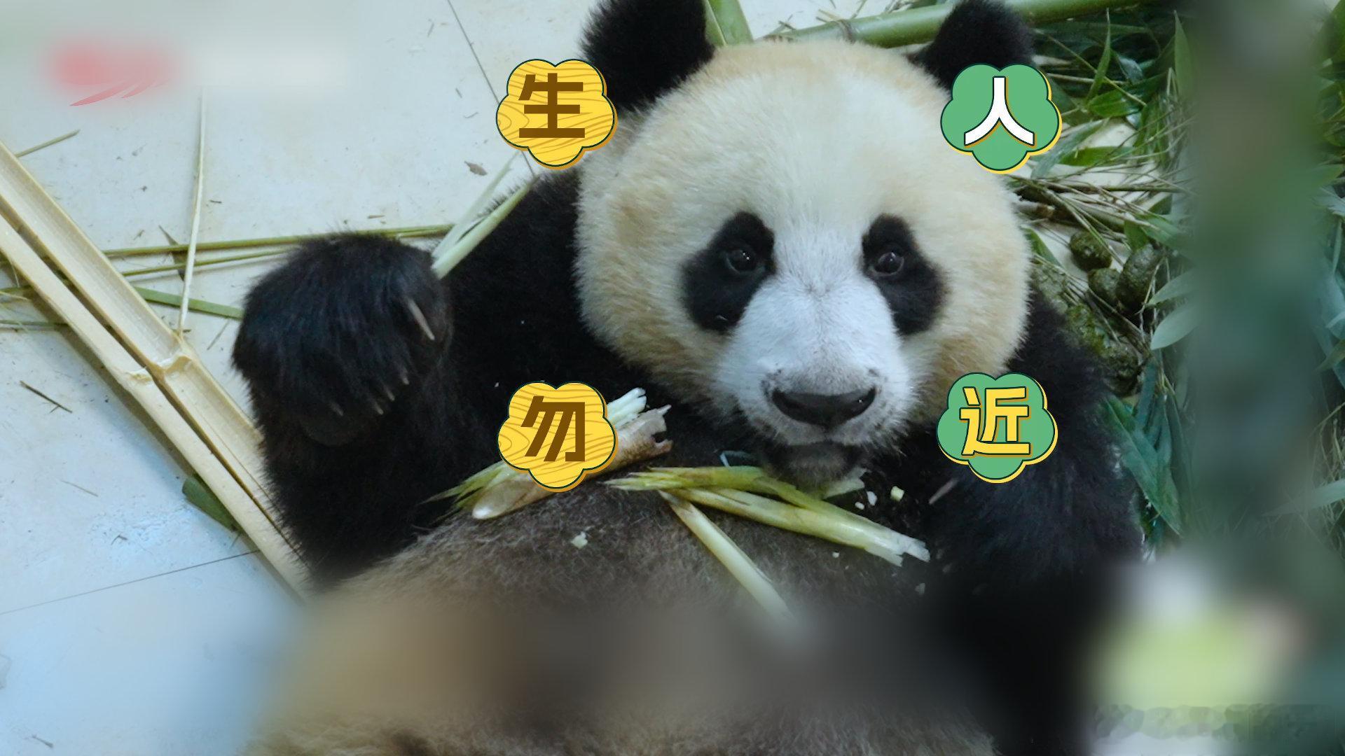 在成都看福凤双胞胎的团圆路 今天的节目结束啦，大家对熊猫崽崽的成长之路是不是有了