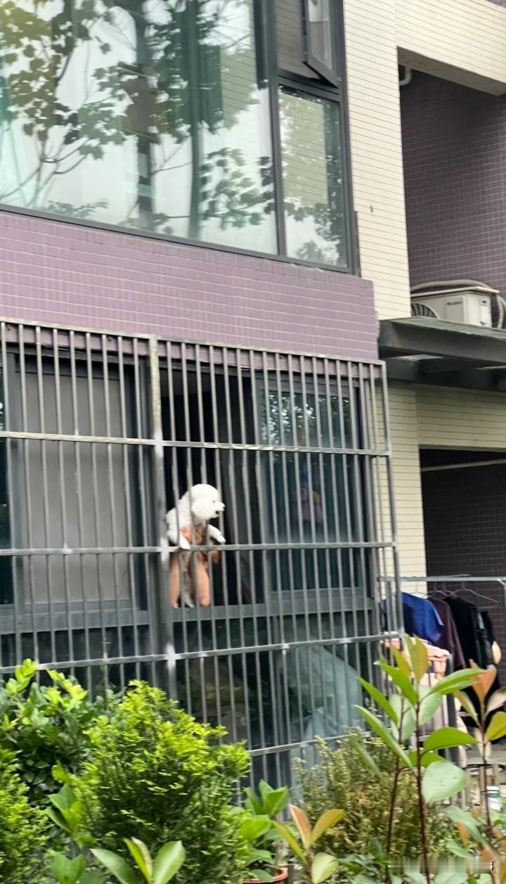 现在的宠物命真的好