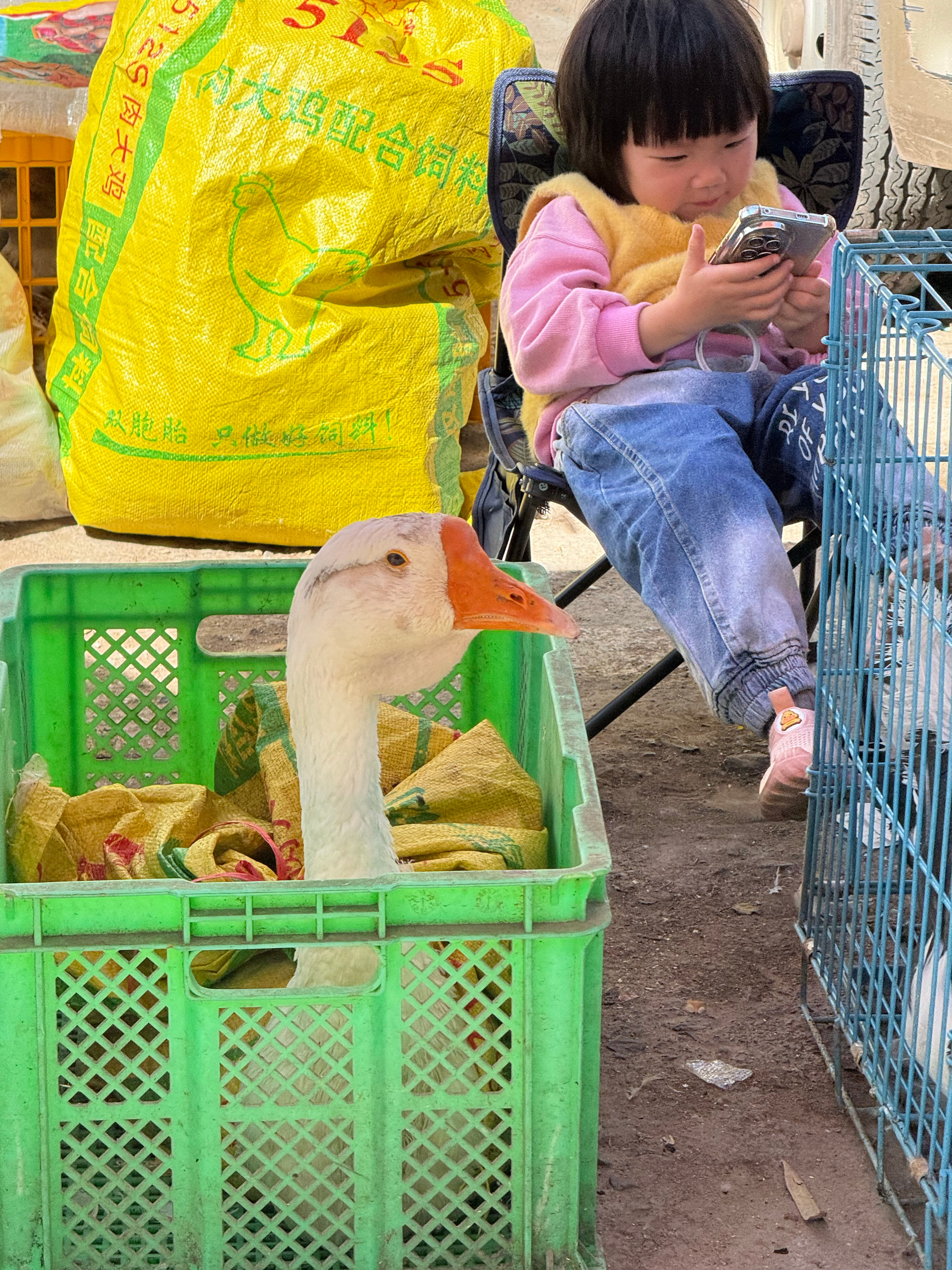 大集的小狗，还价就卖 楚雄市