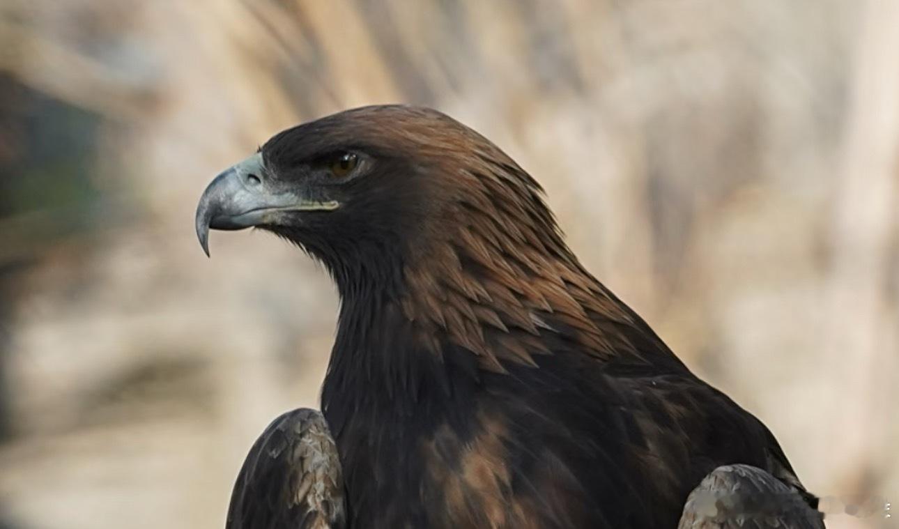 赖伟明的鼻子就这样 