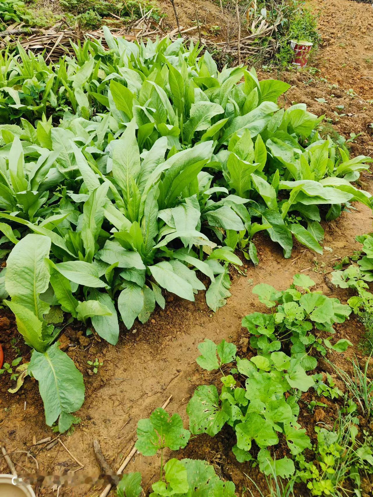 老人没有退休金，又不懂得节省，遭到儿子的厌恶。
李嫂是个七十出头的农村老人，没有
